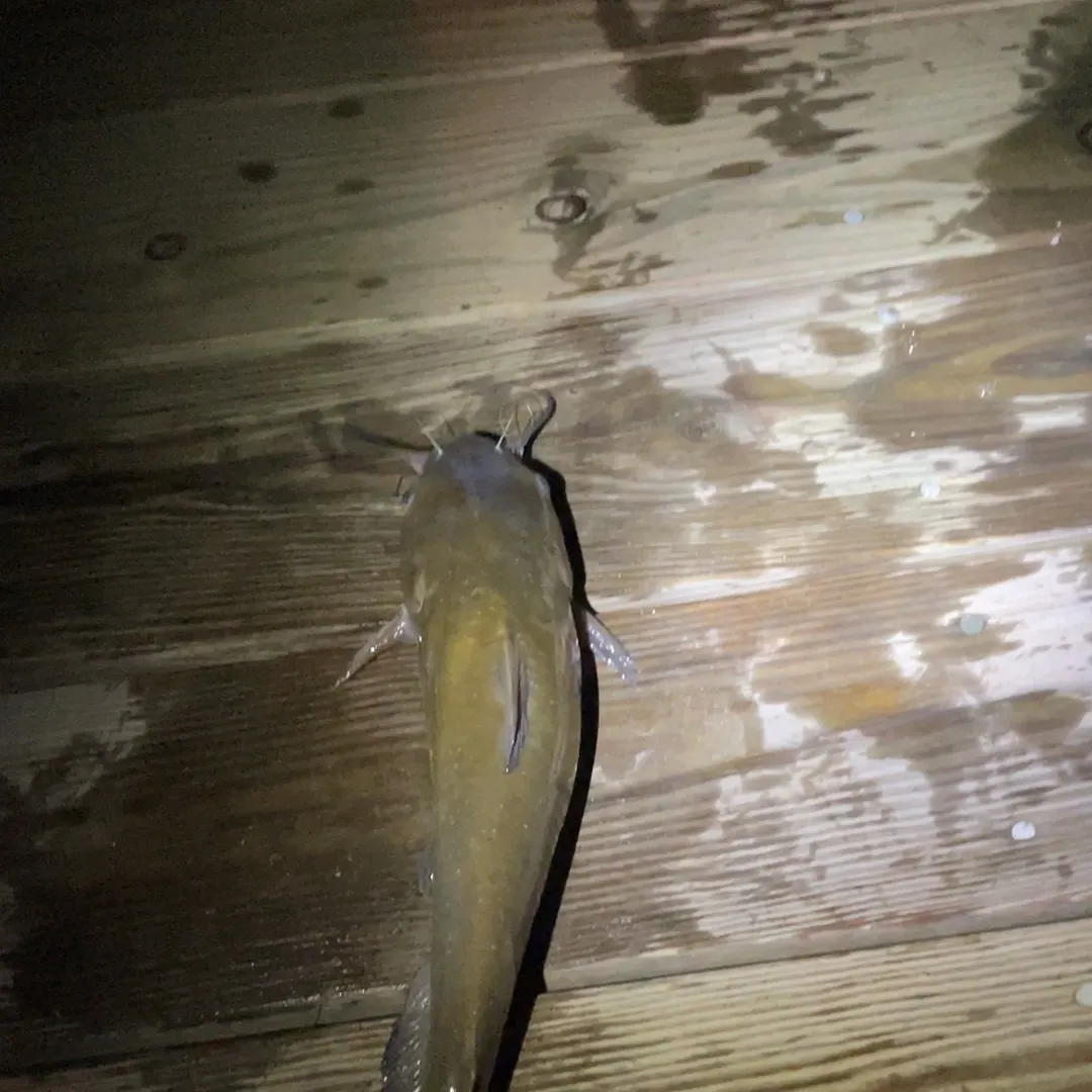 Channel catfish caught on Fishbrain