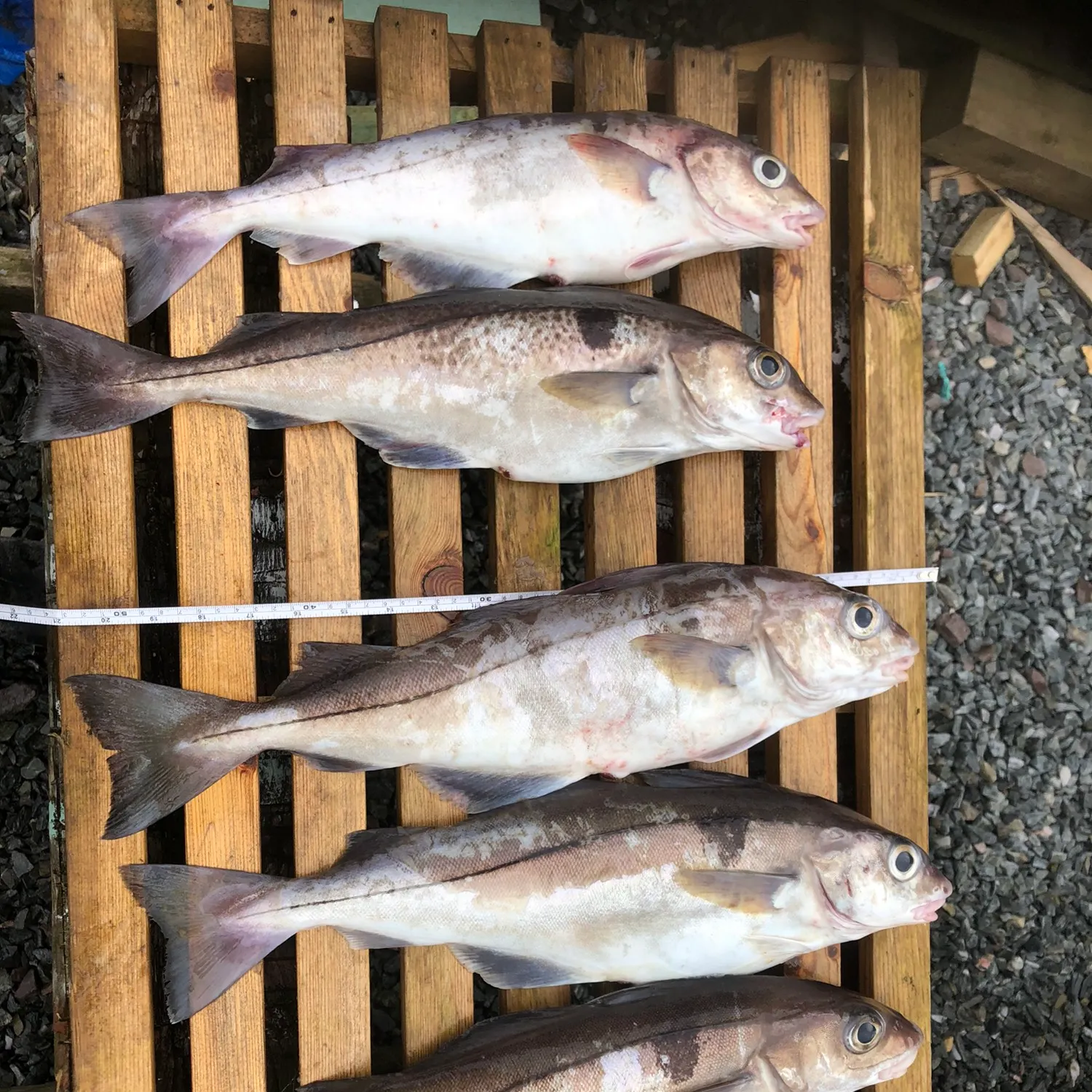 recently logged catches