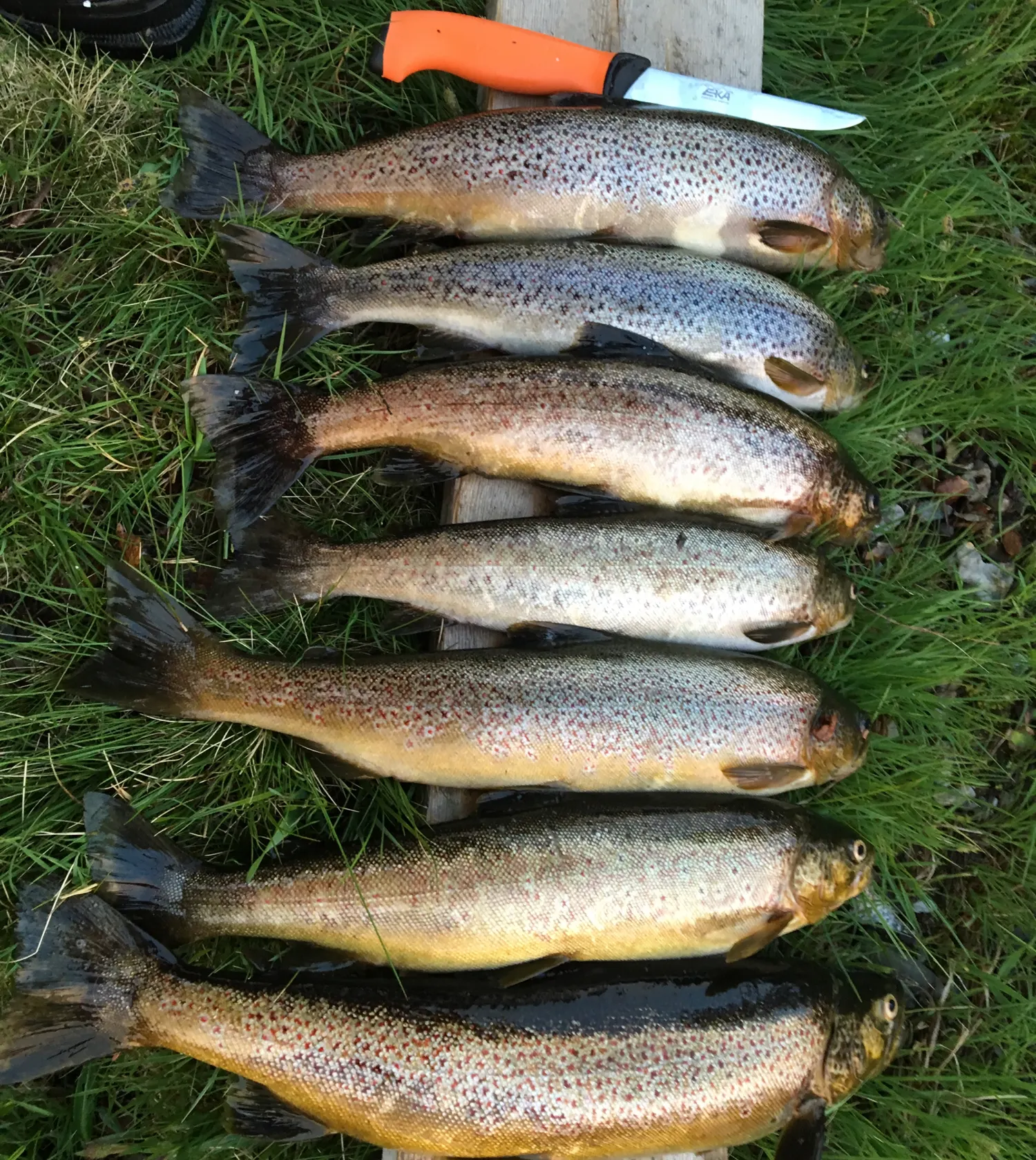 recently logged catches