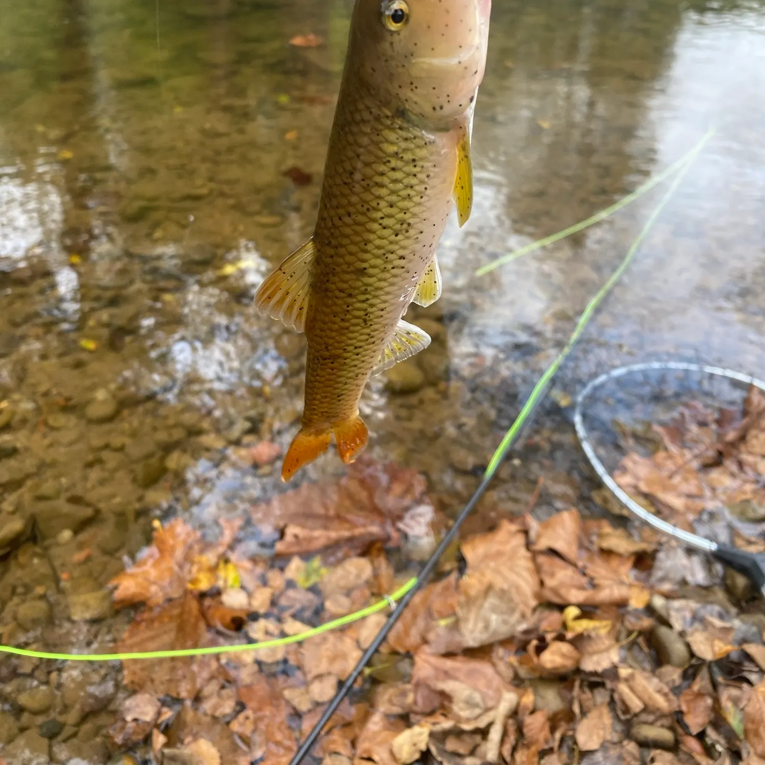 River chub caught on Fishbrain
