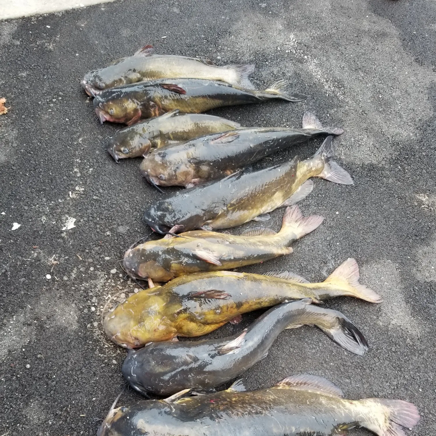 recently logged catches