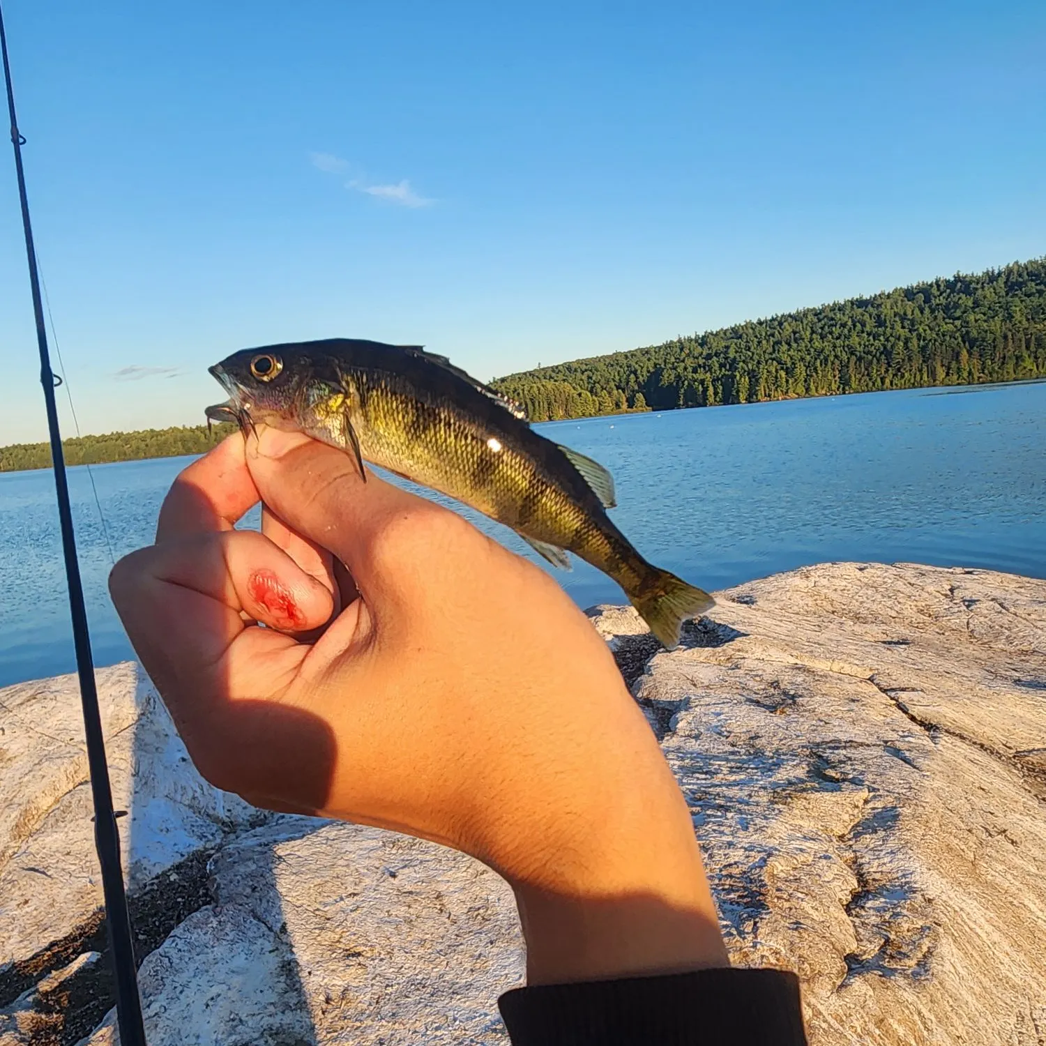 Yellow perch caught on Fishbrain