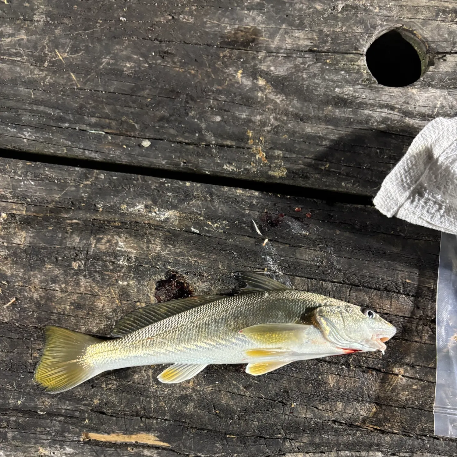 Gray weakfish caught on Fishbrain