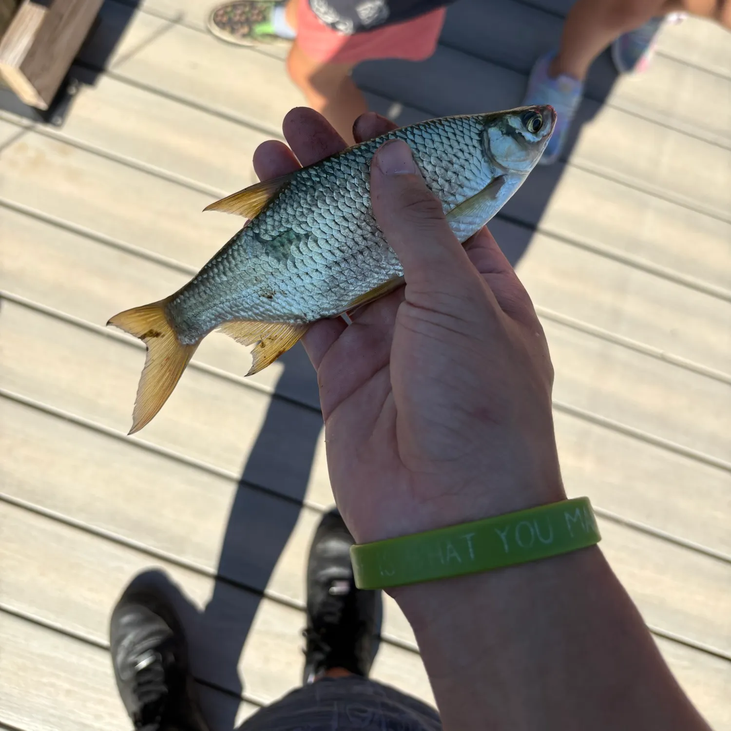 Golden shiner caught on Fishbrain