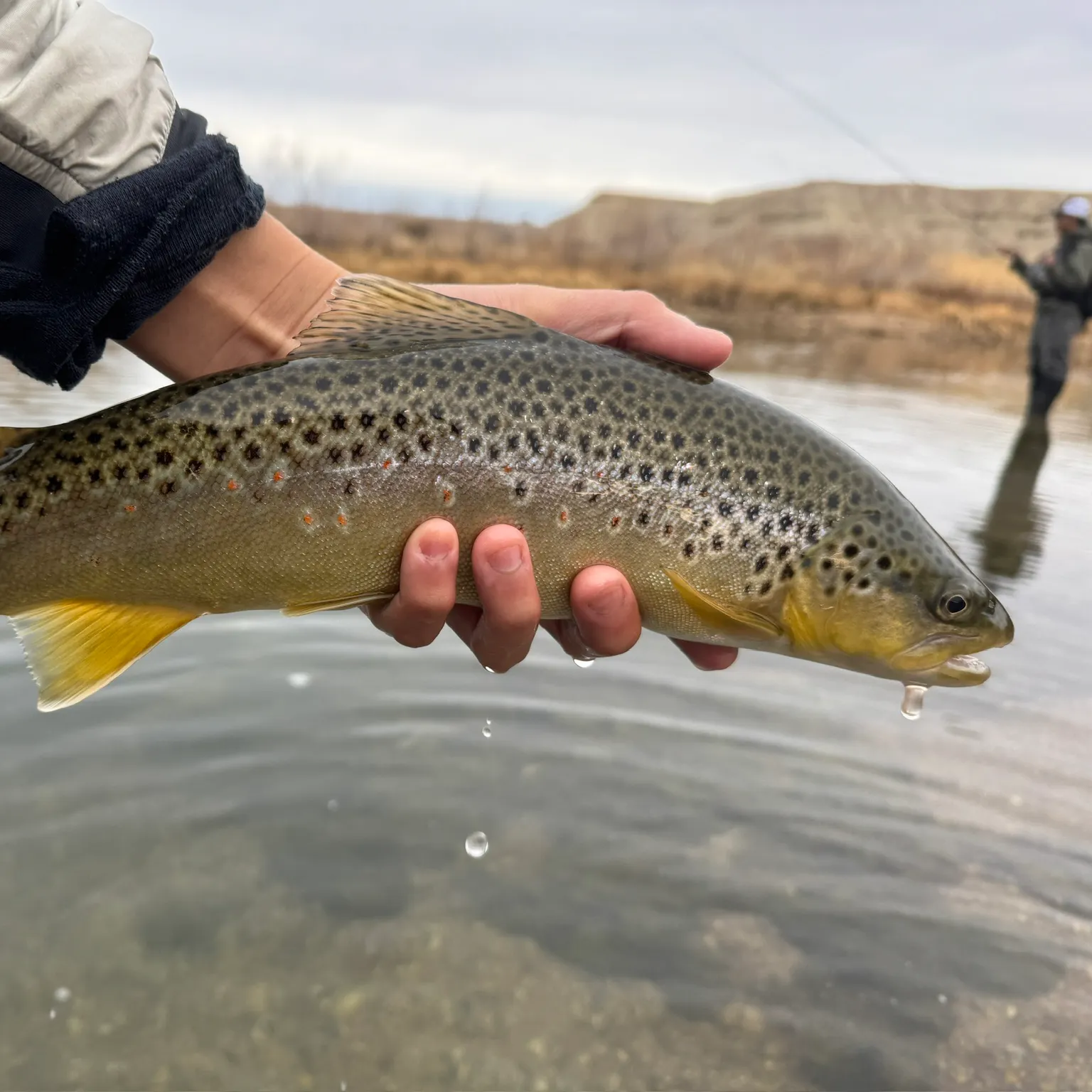 The most recent Brown trout catches on Fishbrain