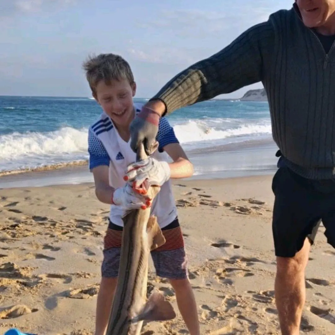 The most recent Striped catshark catches on Fishbrain