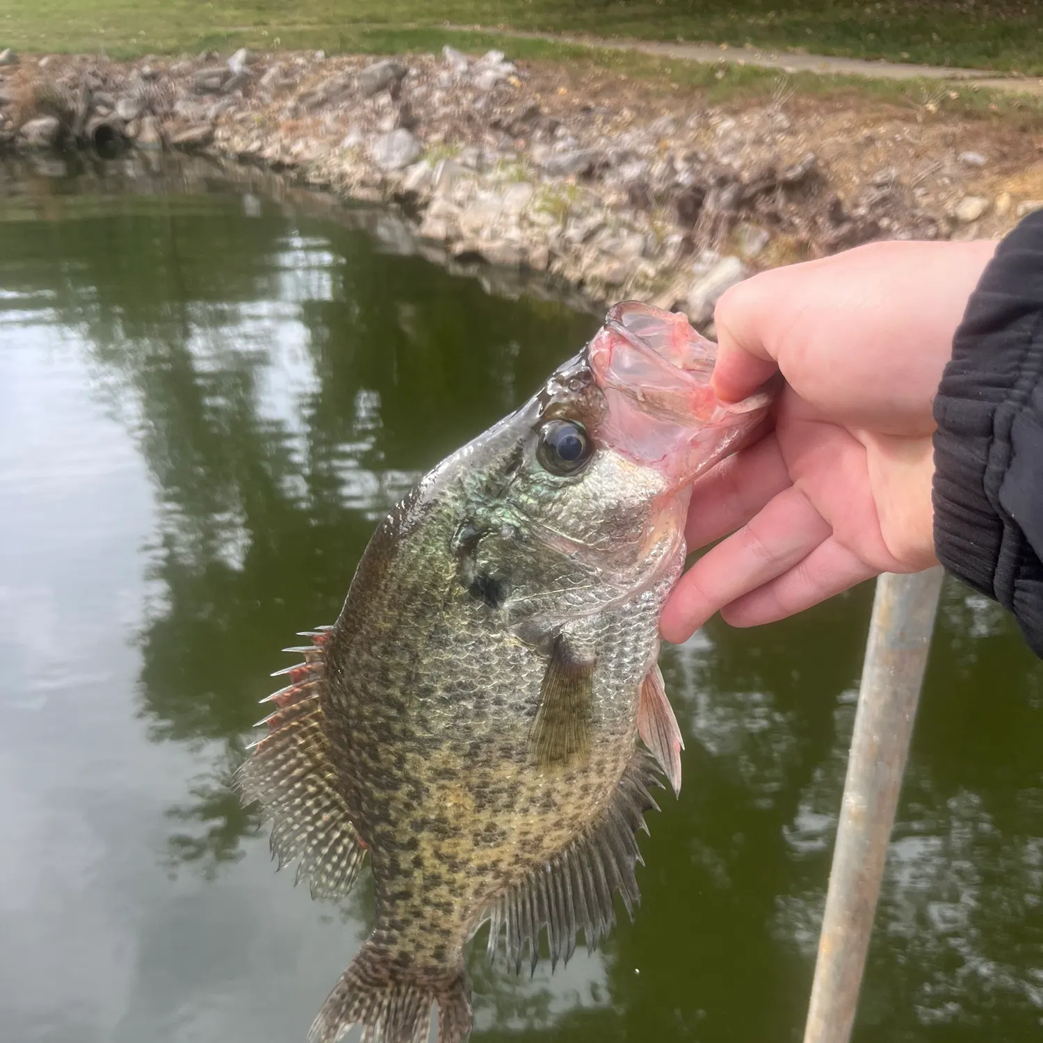 White crappie caught on Fishbrain