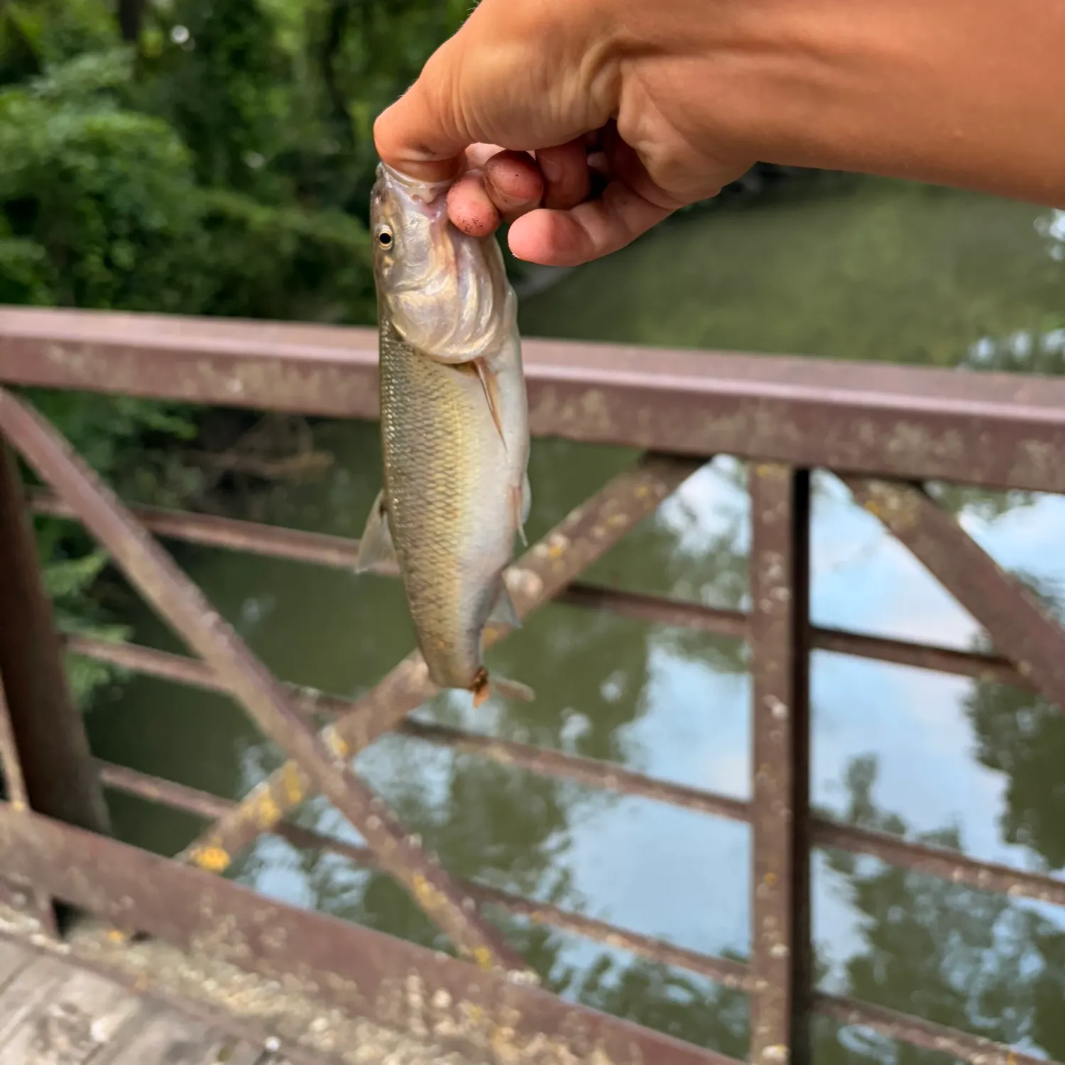 Creek chub caught on Fishbrain
