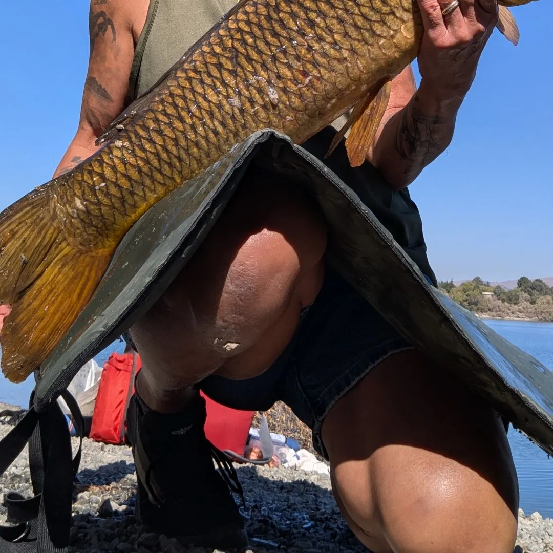 Common carp caught on Fishbrain