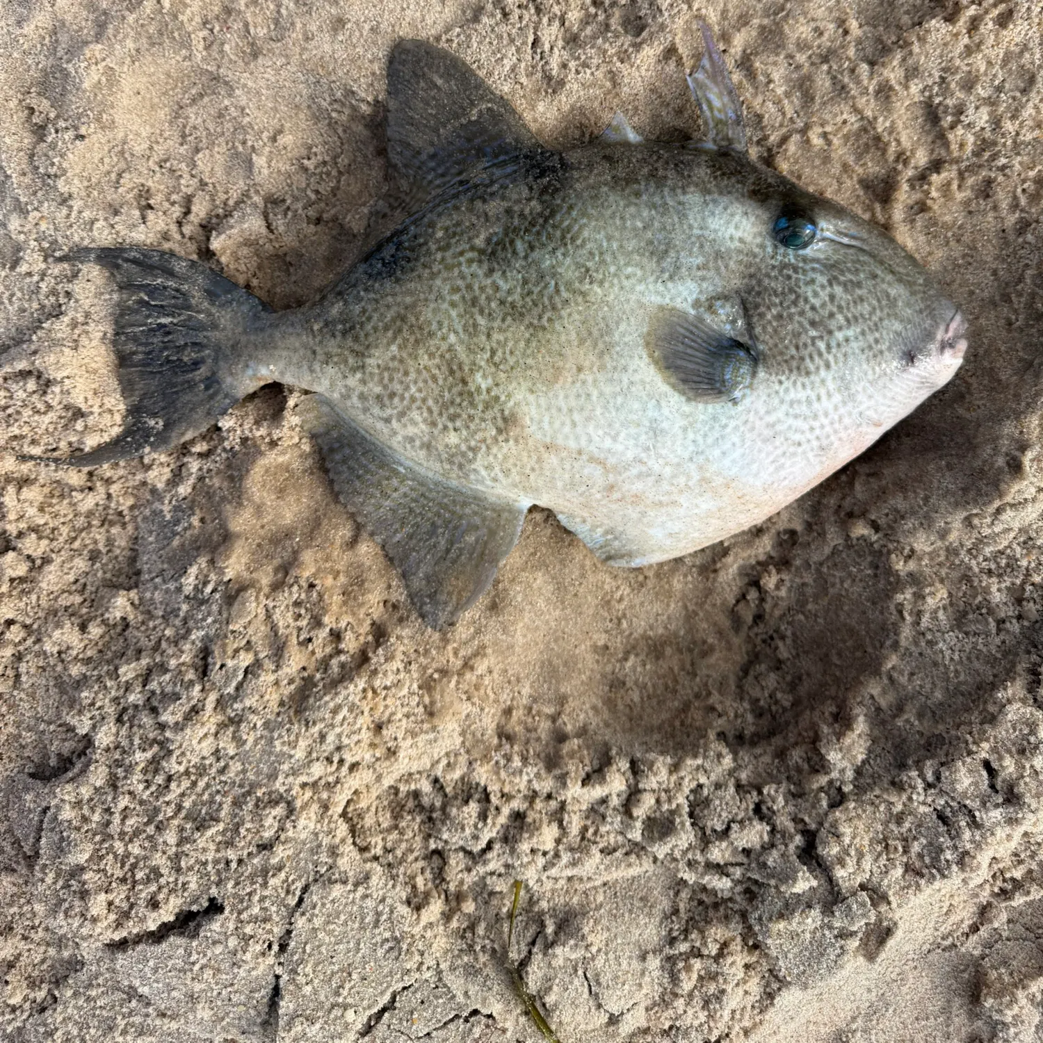 The most recent Grey triggerfish catches on Fishbrain