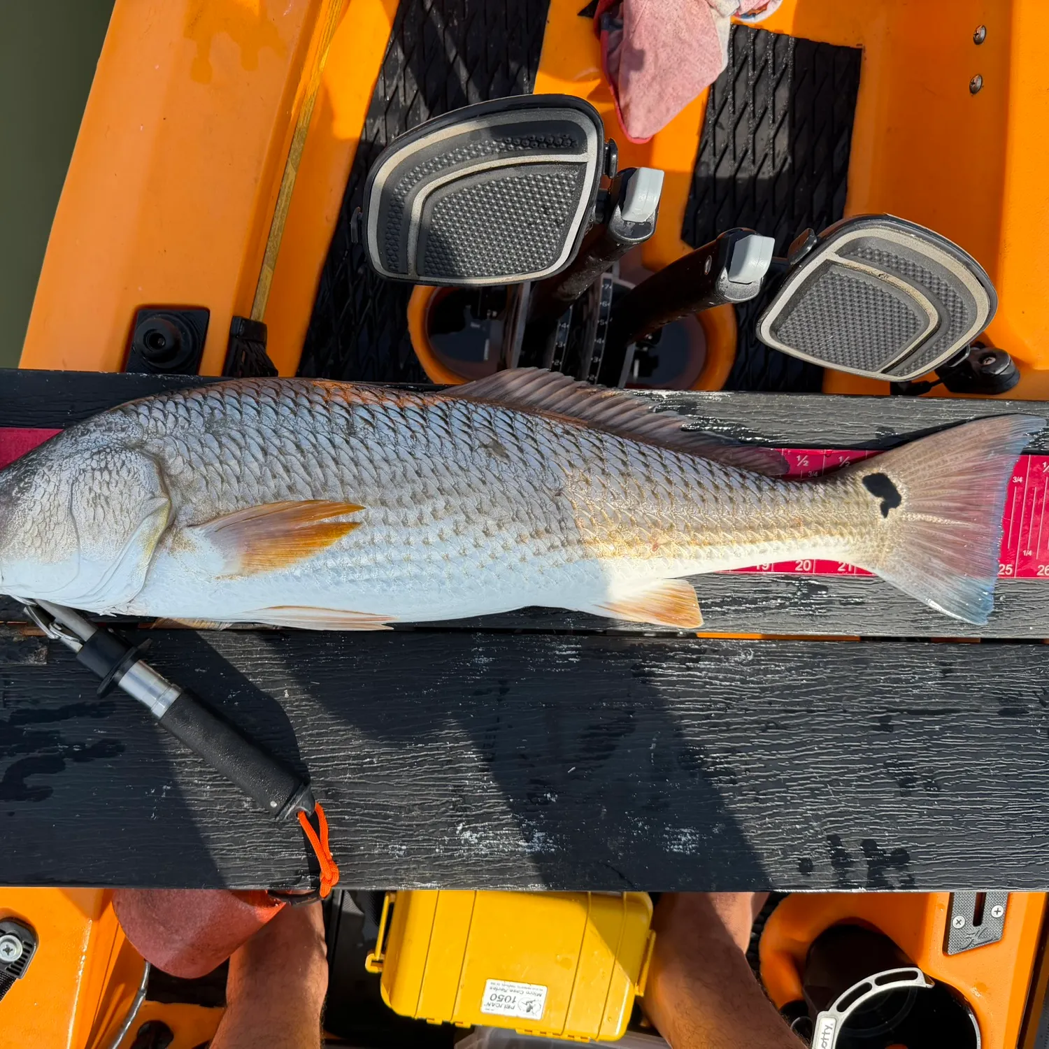Red drum caught on Fishbrain