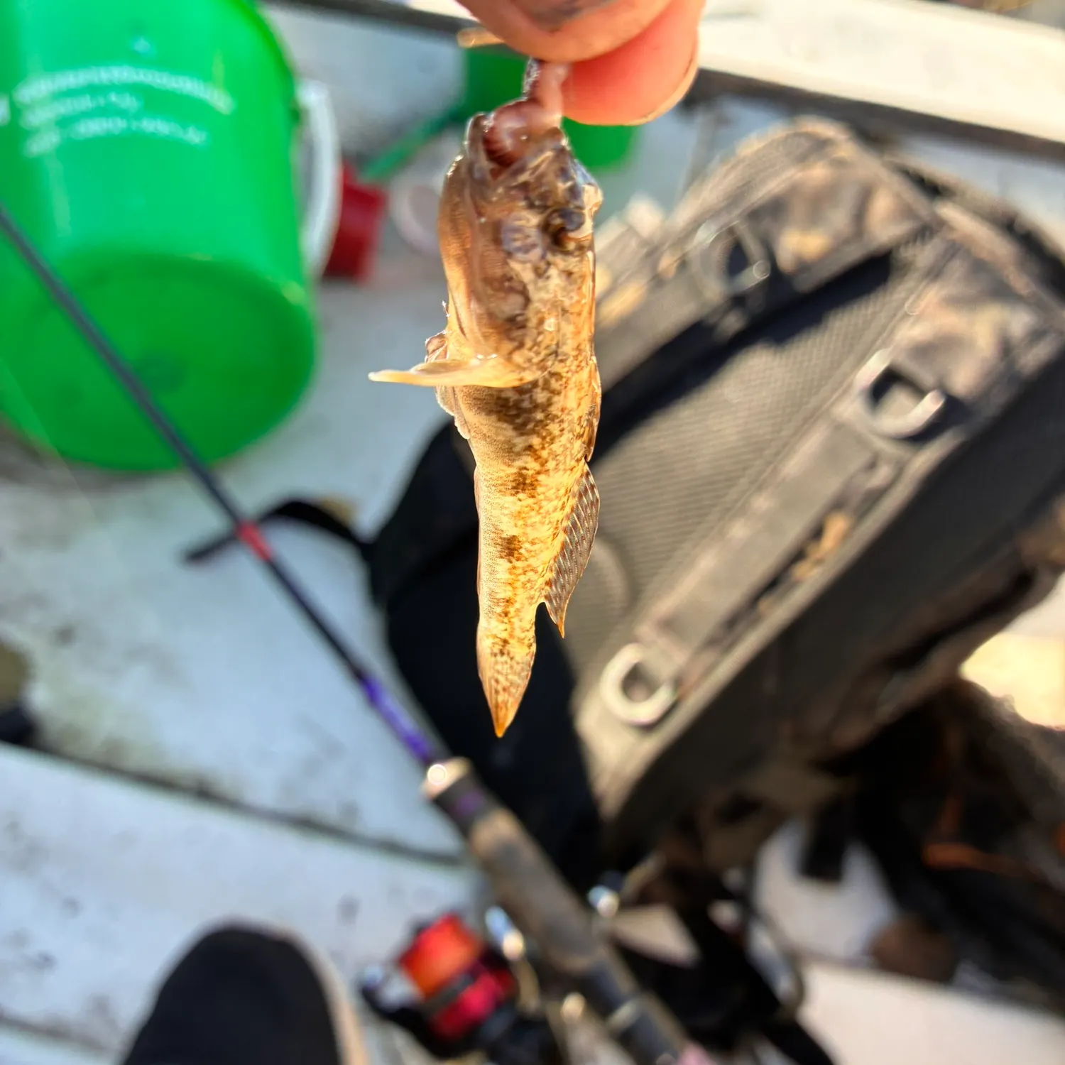 Round goby caught on Fishbrain