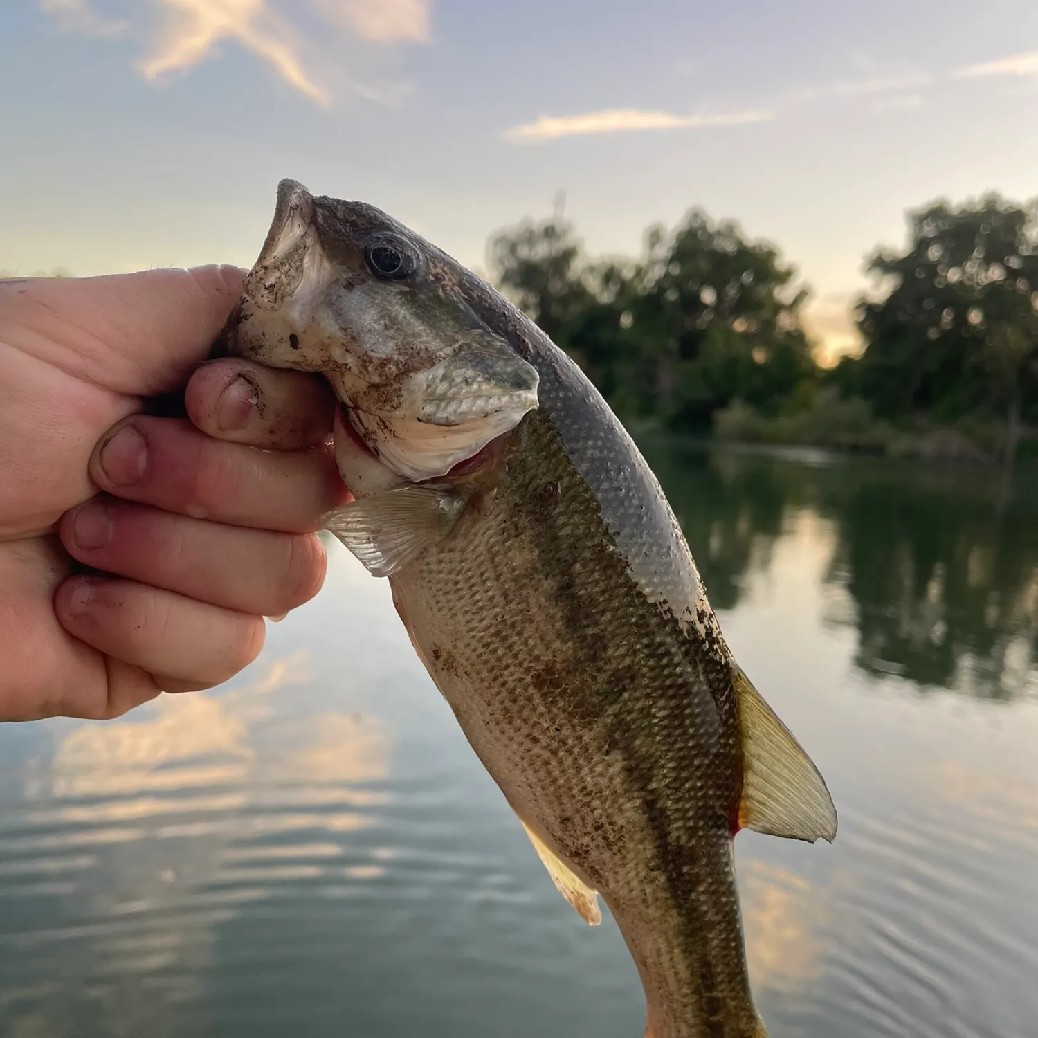 Spotted bass caught on Fishbrain