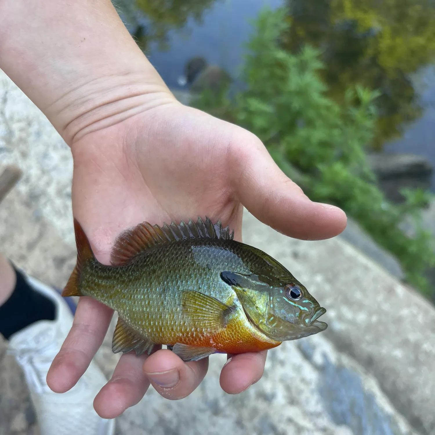 catch
