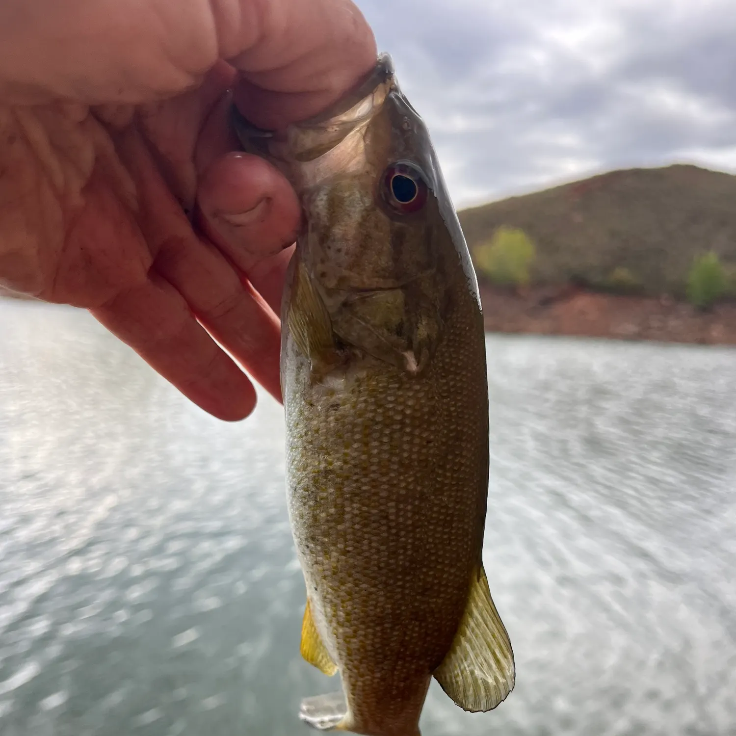 Smallmouth bass caught on Fishbrain