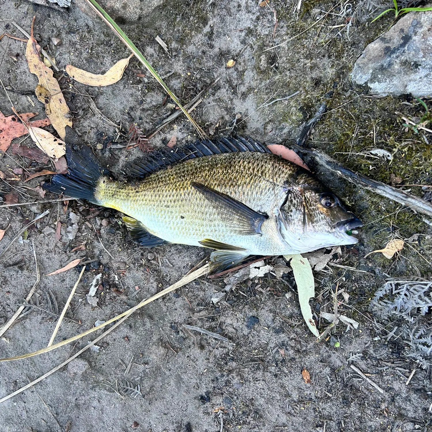 Southern black bream caught on Fishbrain