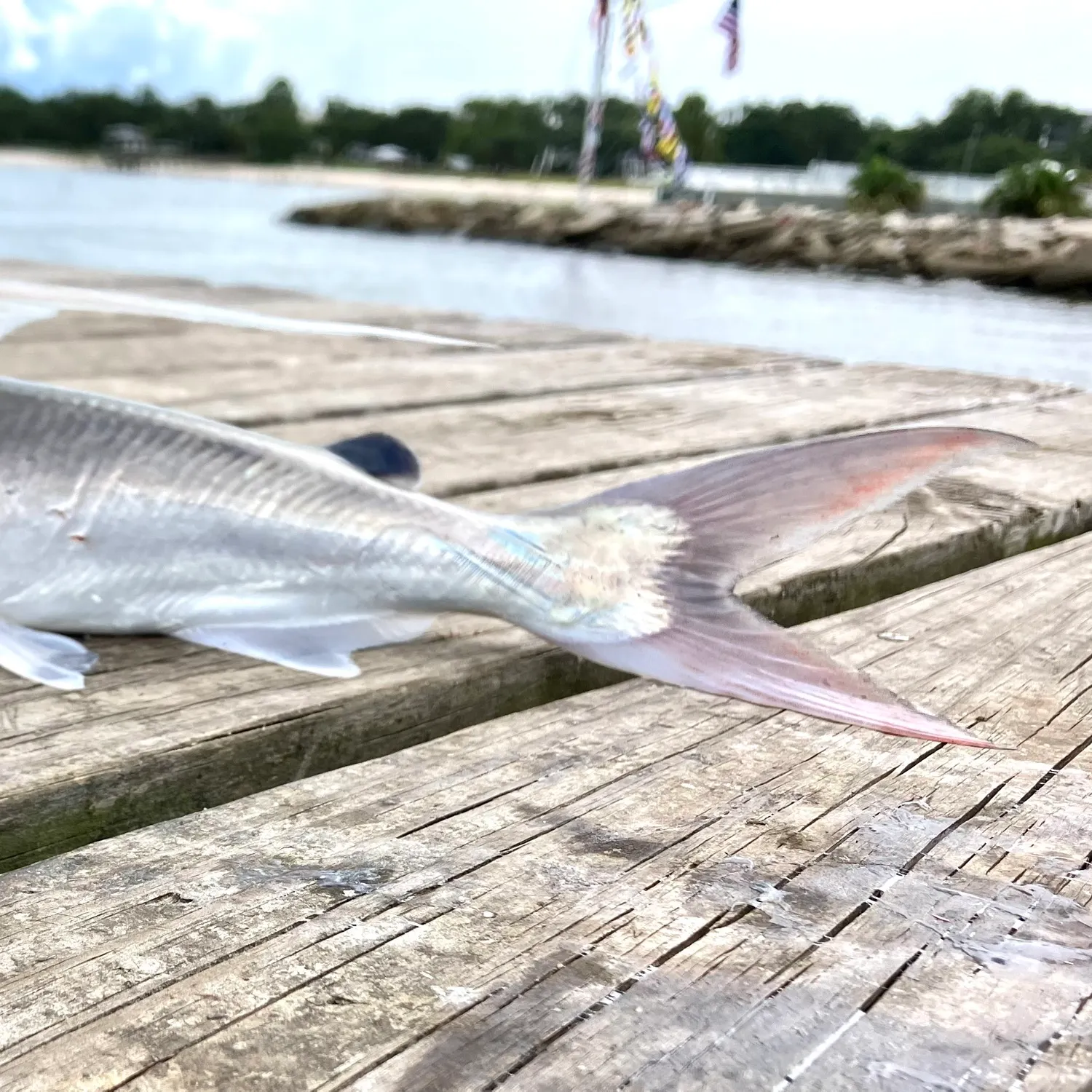 Gafftopsail sea catfish caught on Fishbrain