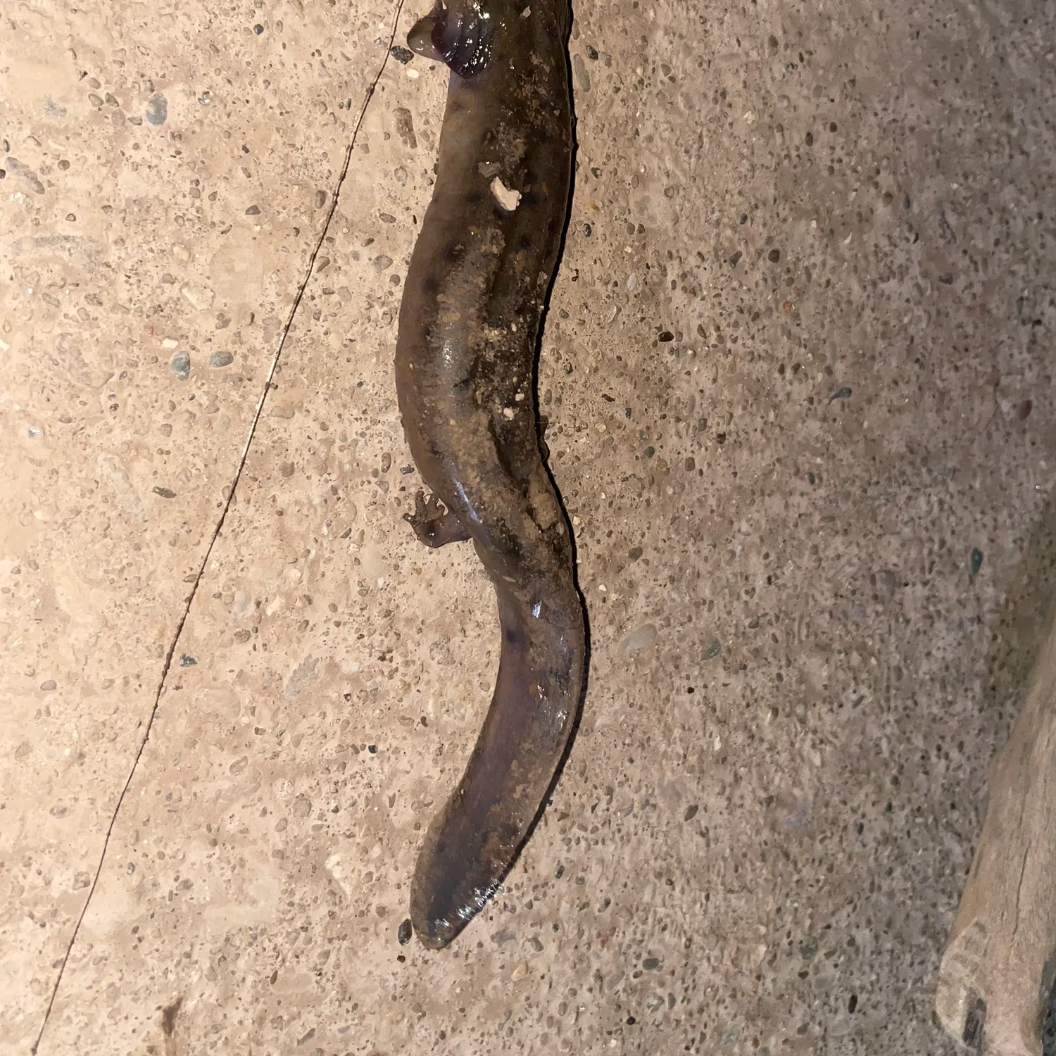 The most recent Common mudpuppy catches on Fishbrain