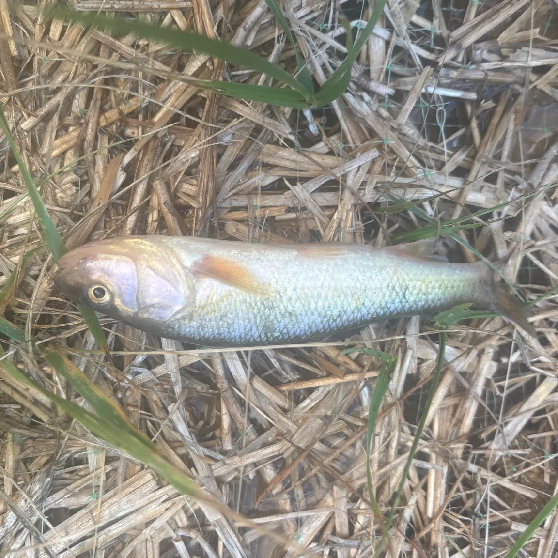 Common shiner caught on Fishbrain