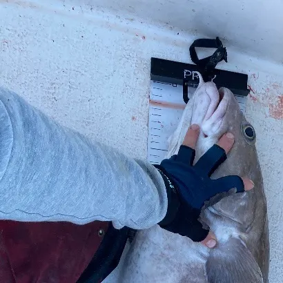The most recent Cusk catches on Fishbrain