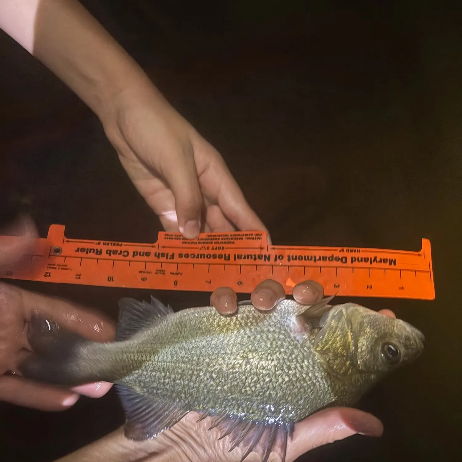 White perch caught on Fishbrain