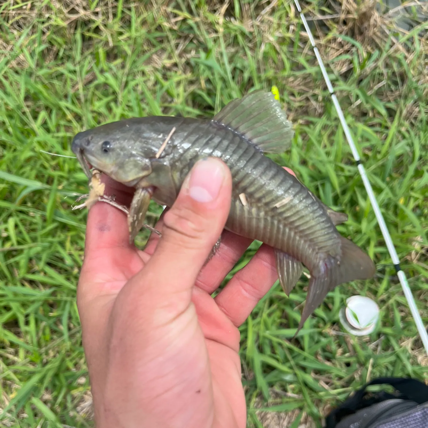 The most recent Brown Hoplo catches on Fishbrain