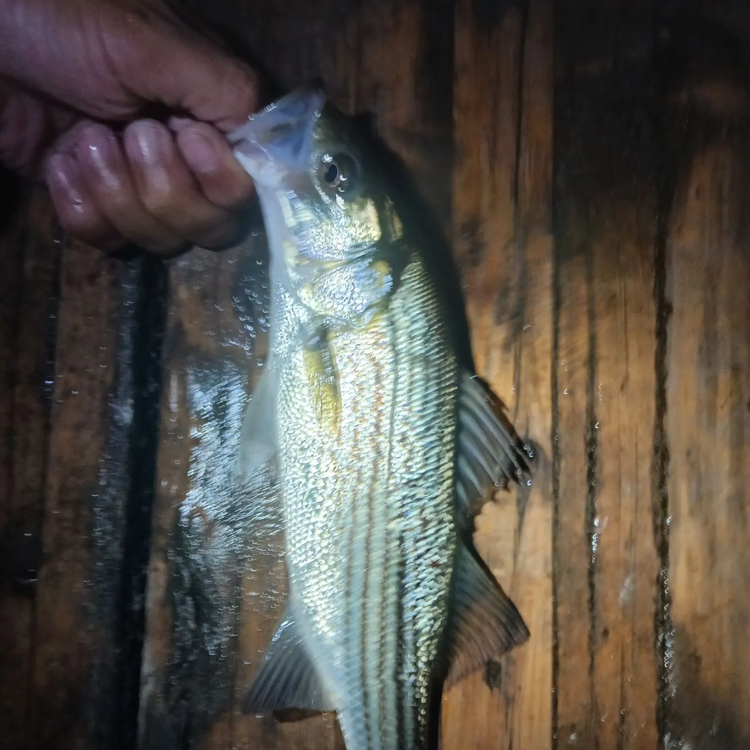 Striped bass caught on Fishbrain