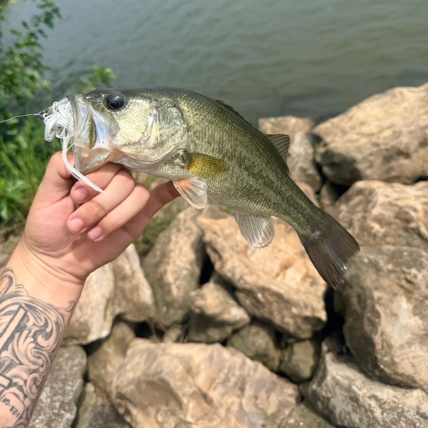 Largemouth bass caught on Fishbrain