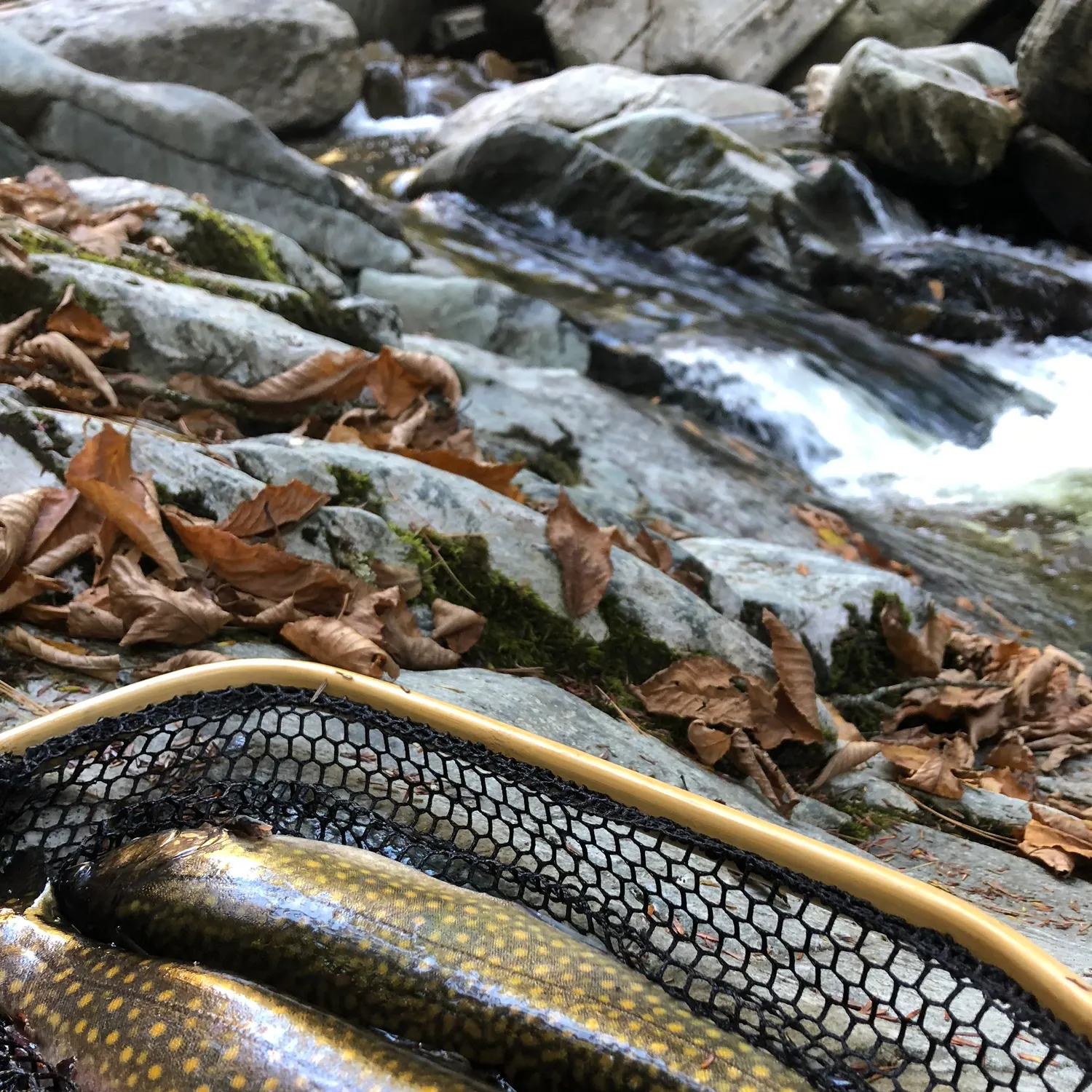 Brook trout caught on Fishbrain