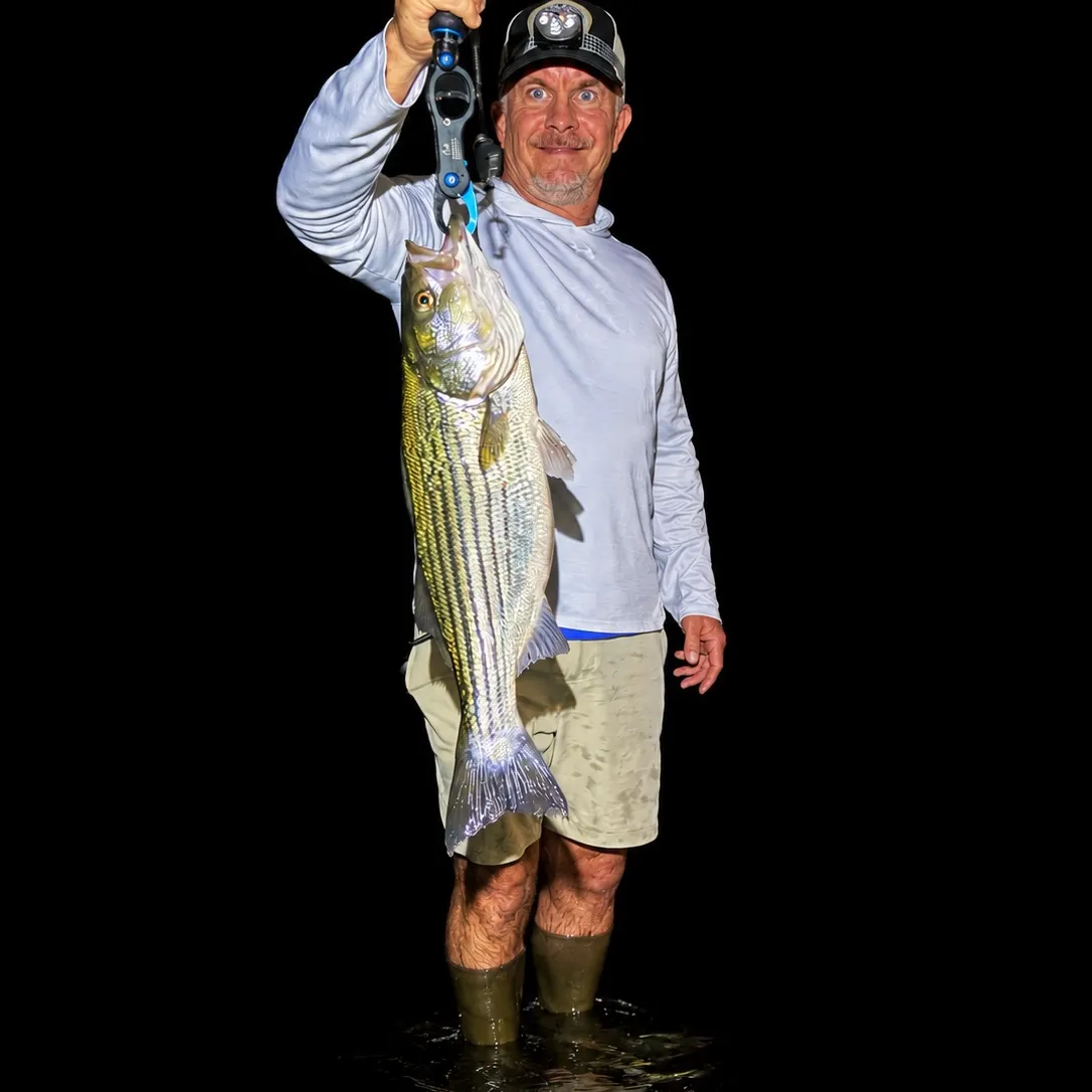 Striped bass caught on Fishbrain