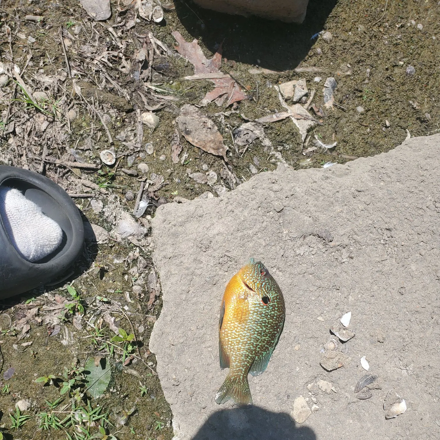 The most recent Northern sunfish catches on Fishbrain