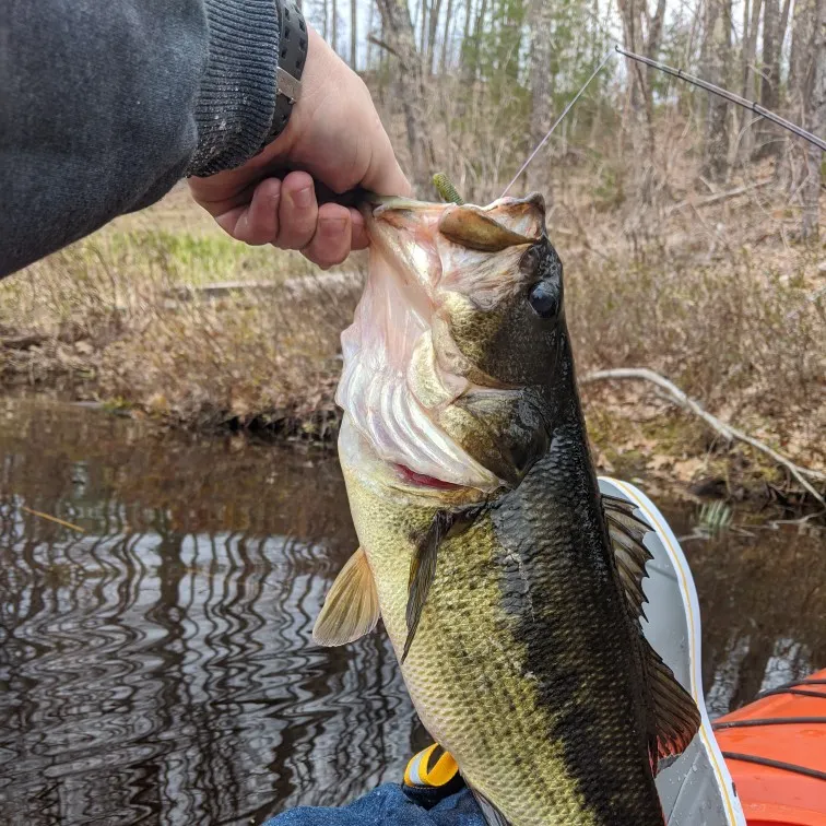 angler catch