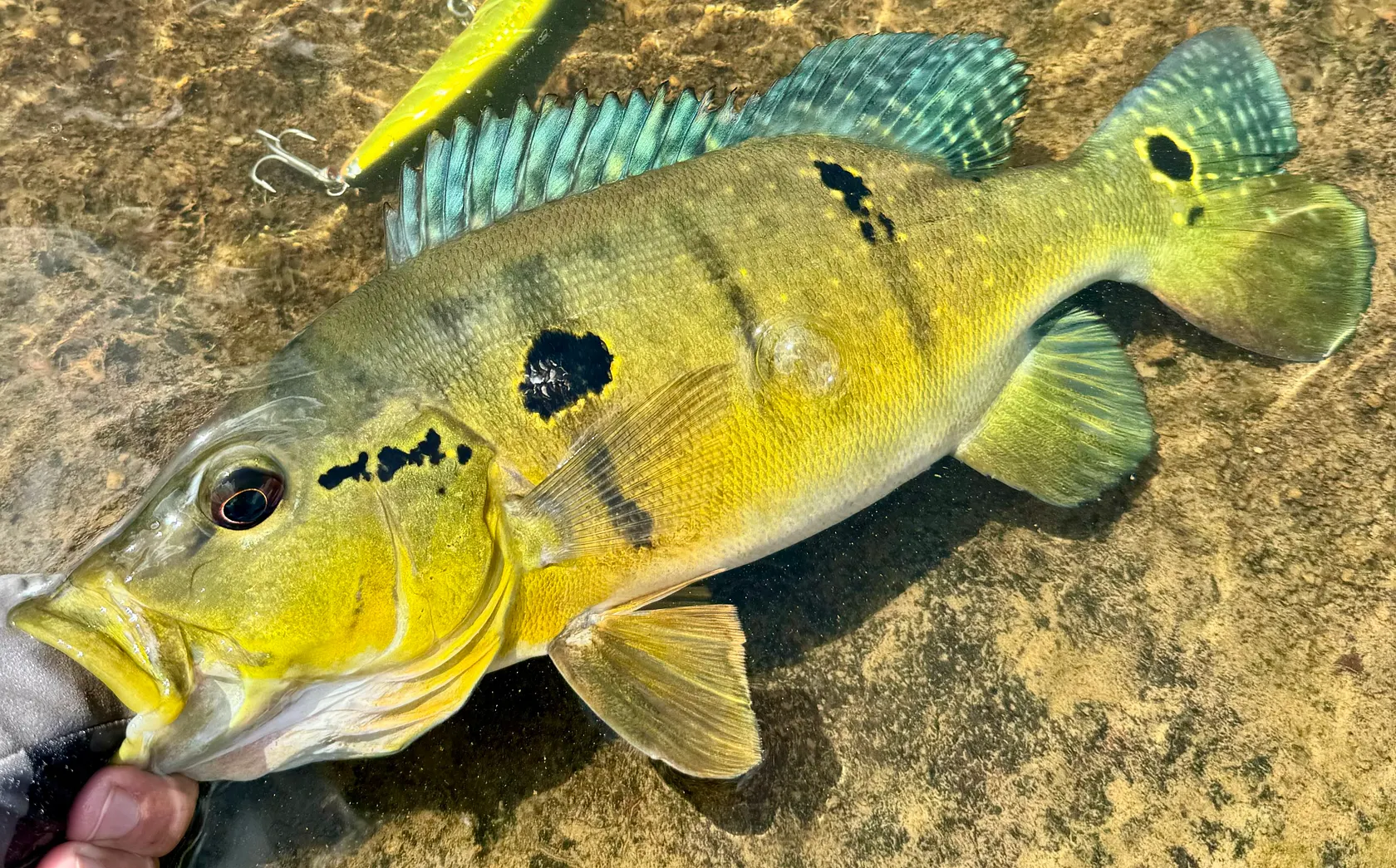 Essequibo peacock bass