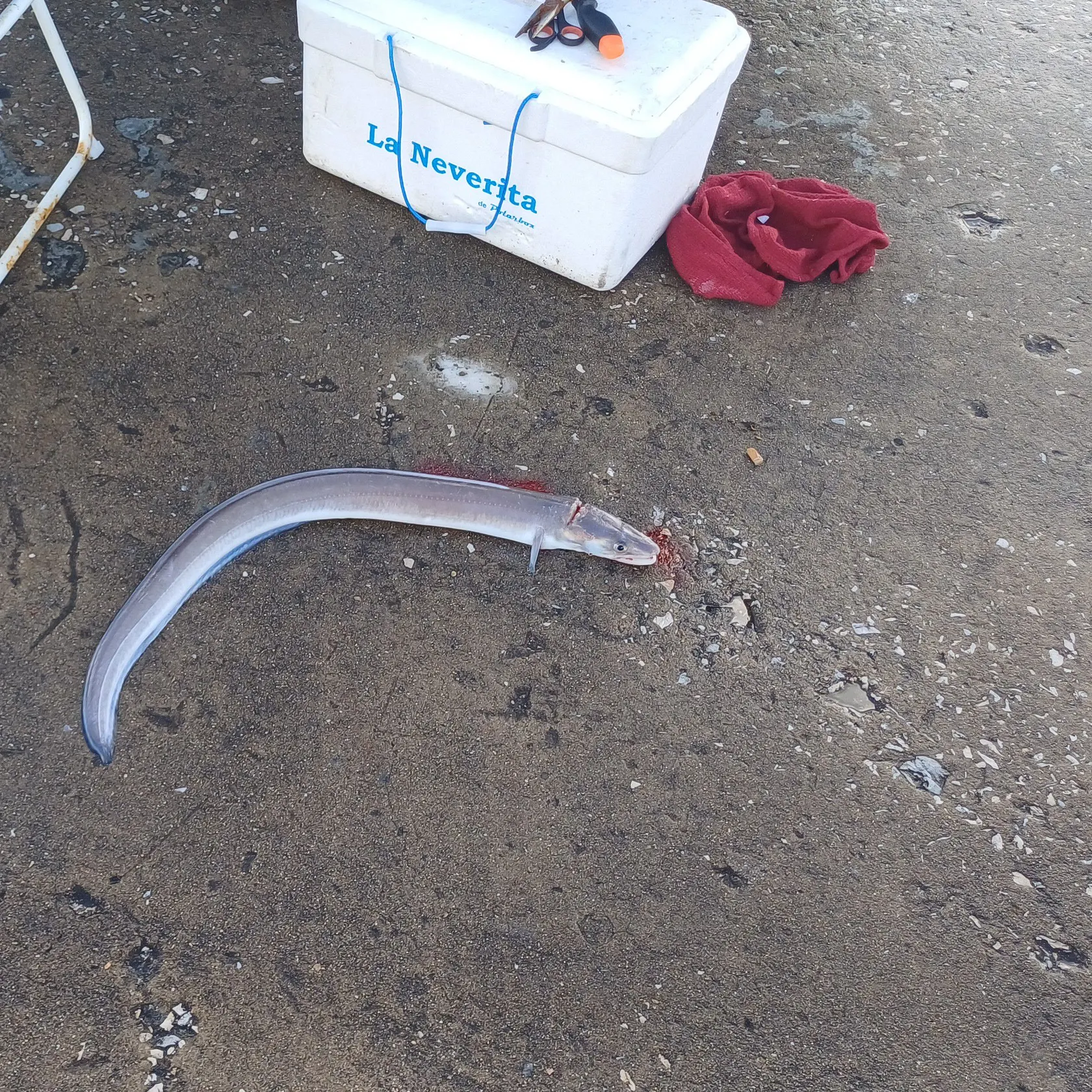 The most recent European conger catches on Fishbrain