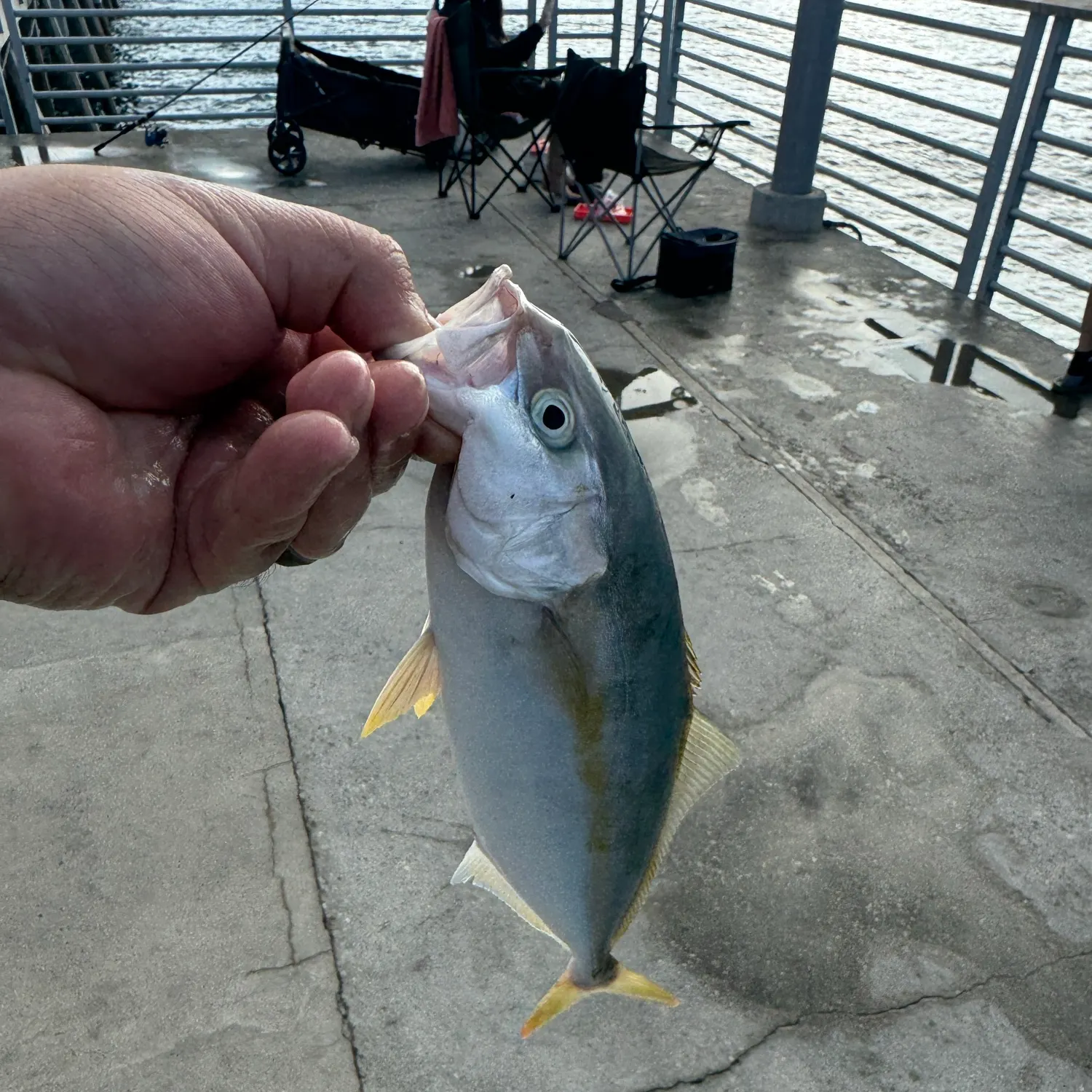 California yellowtail amberjack caught on Fishbrain