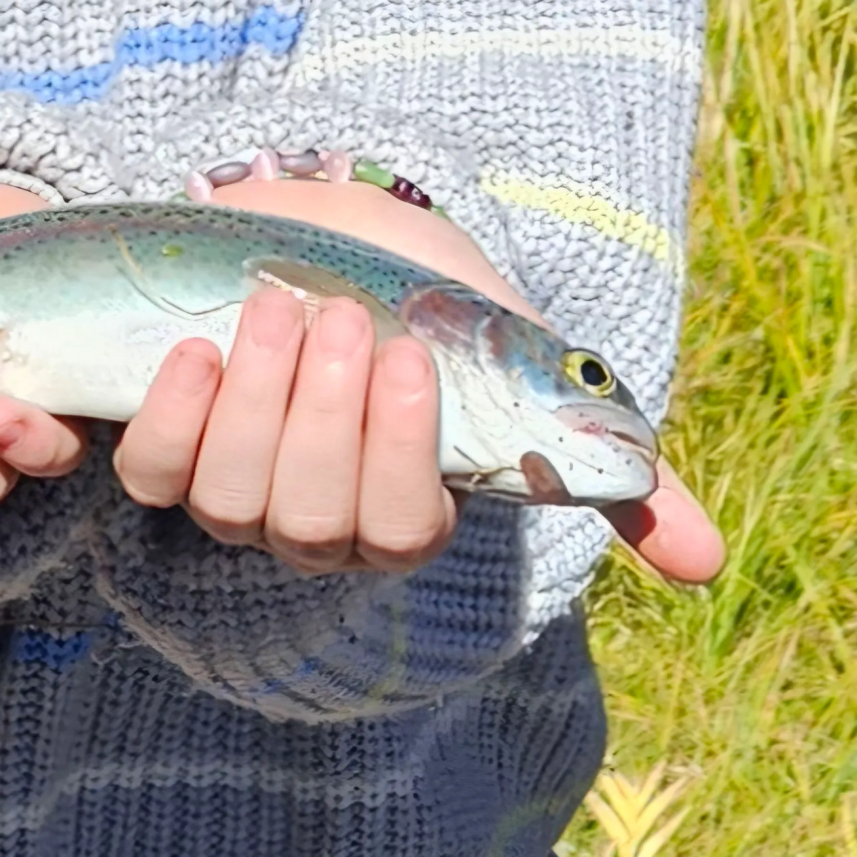 Rainbow trout caught on Fishbrain
