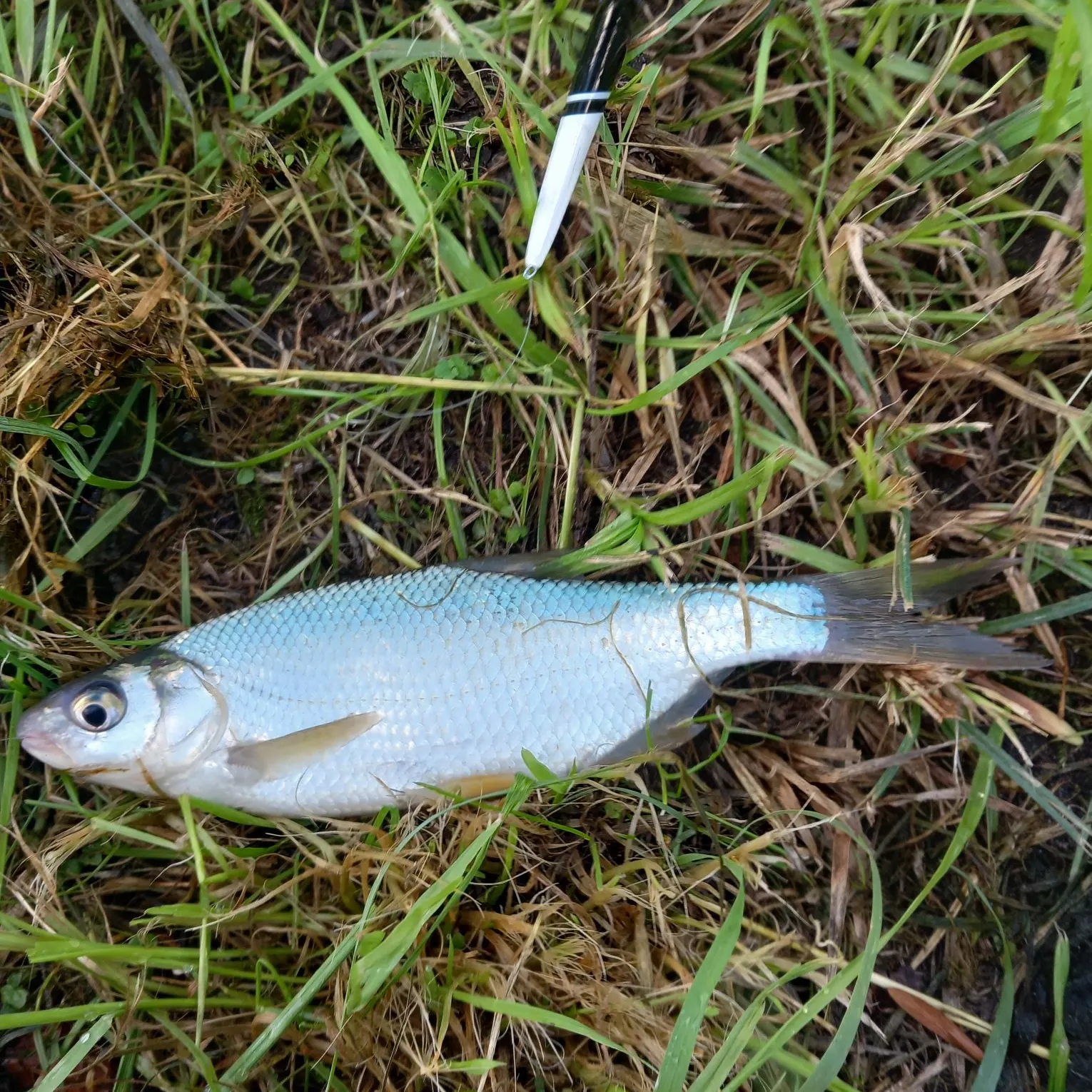 White bream caught on Fishbrain