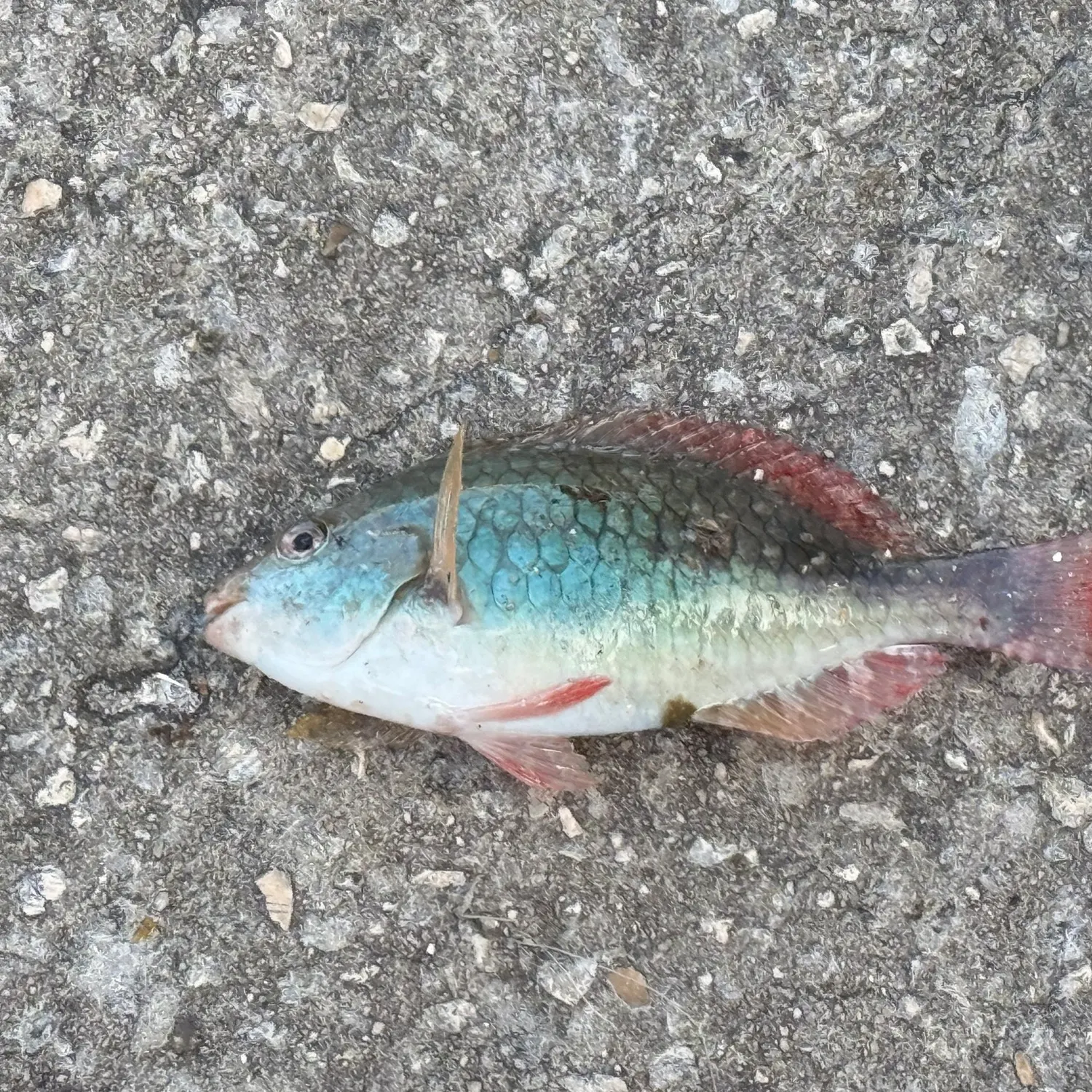 The most recent Redband Parrotfish catches on Fishbrain