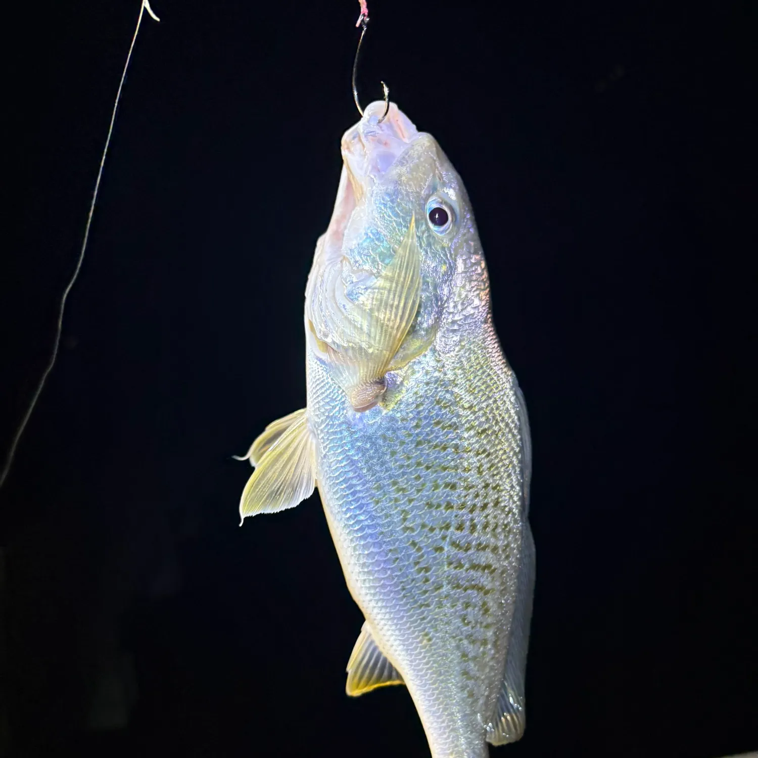 Atlantic croaker caught on Fishbrain