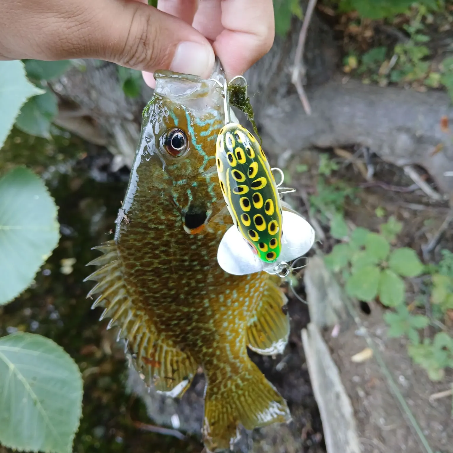 Pumpkinseed caught on Fishbrain