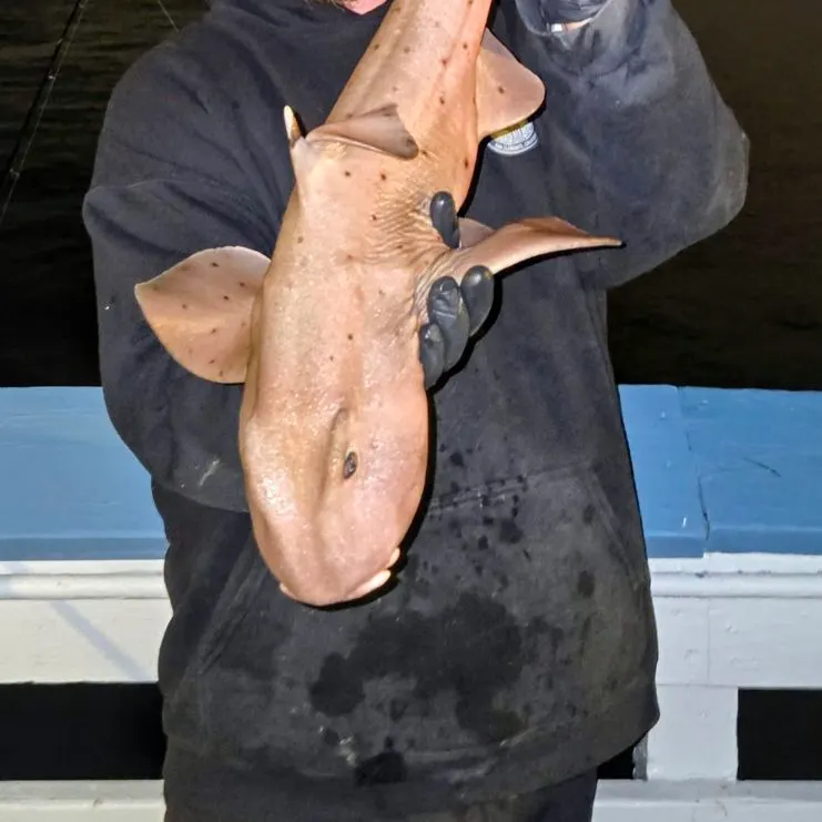 The most recent Horn shark catches on Fishbrain