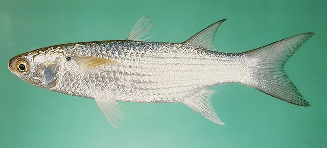 Longfin mullet