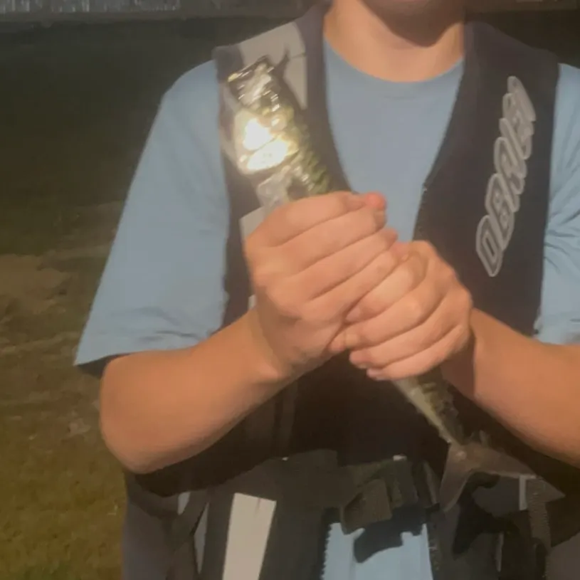 Atlantic mackerel caught on Fishbrain