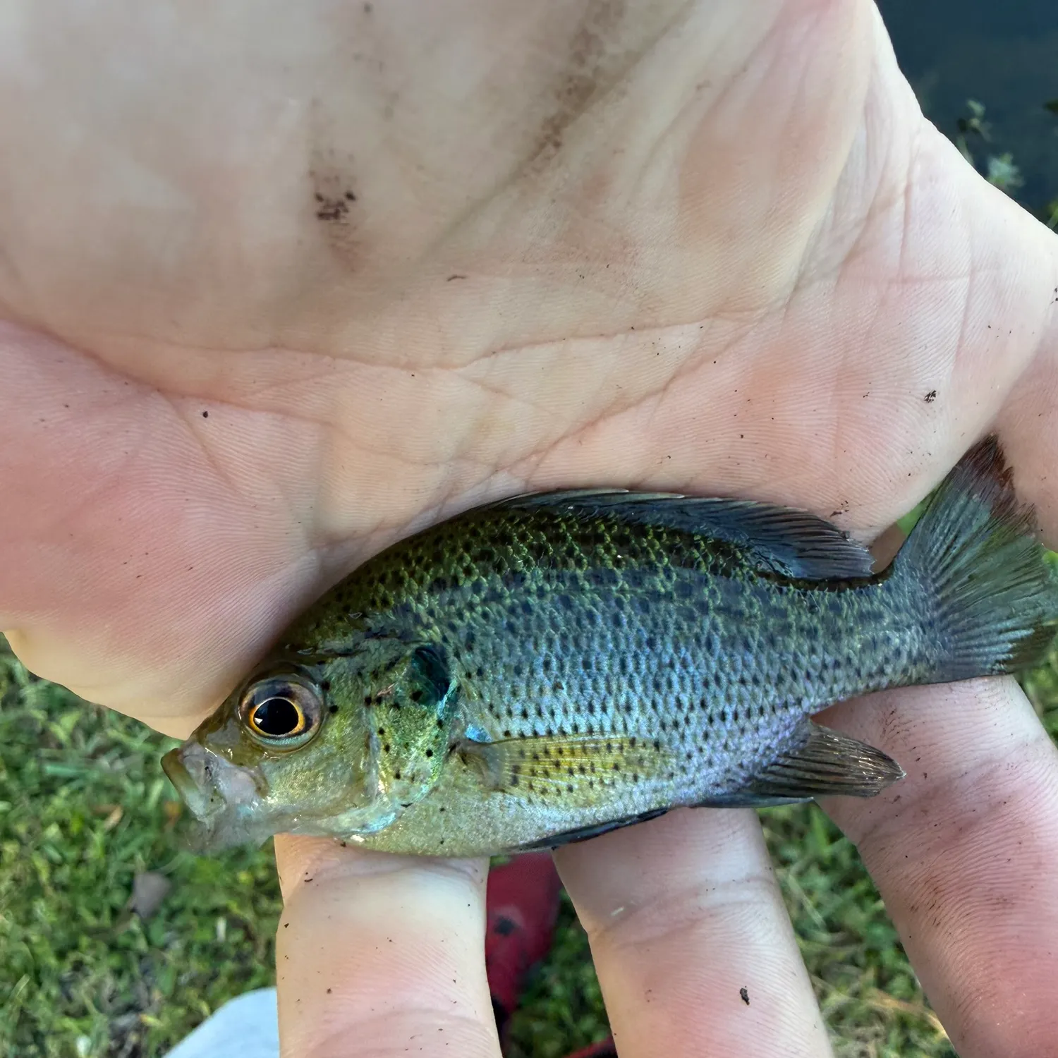 The most recent Spotted sunfish catches on Fishbrain