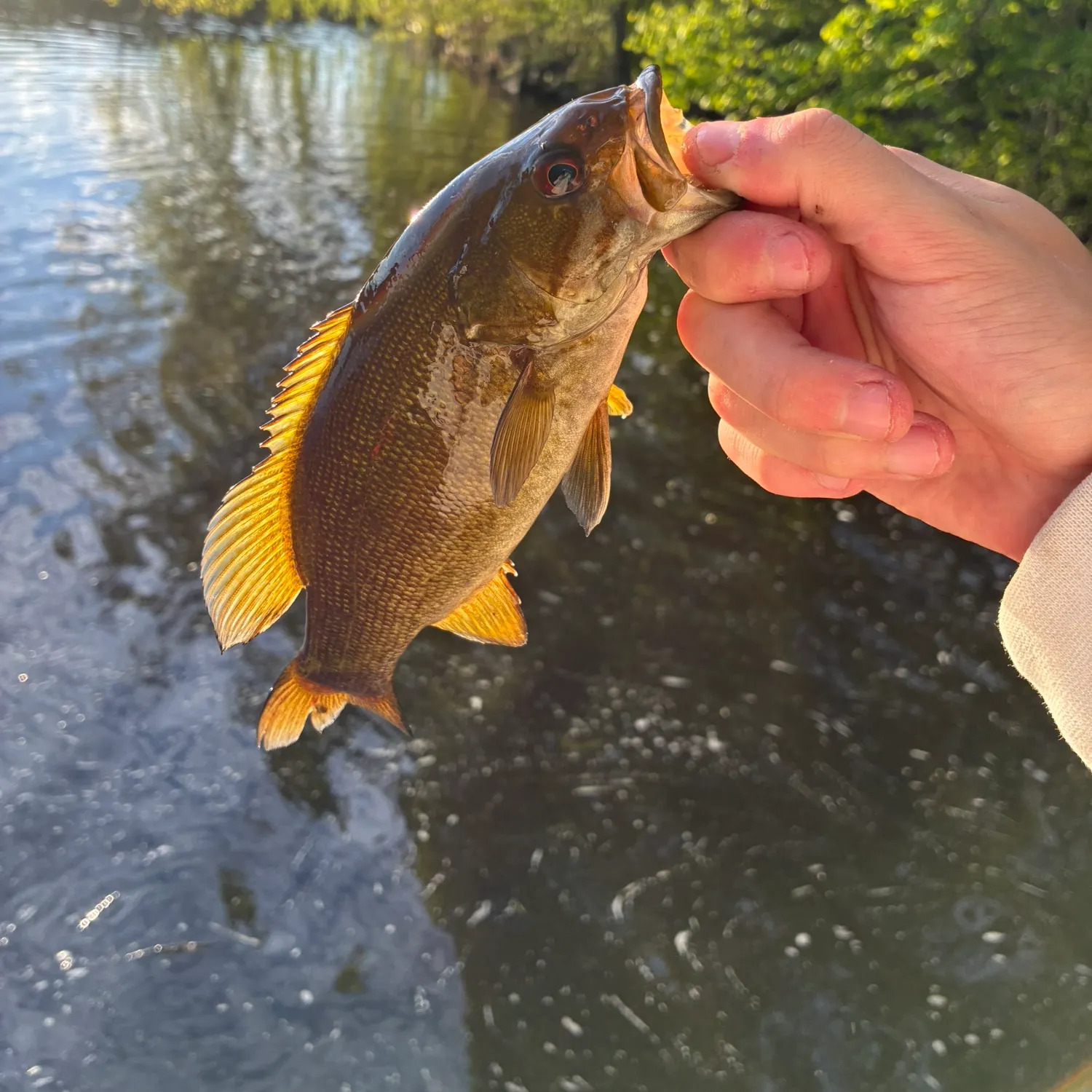 recently logged catches