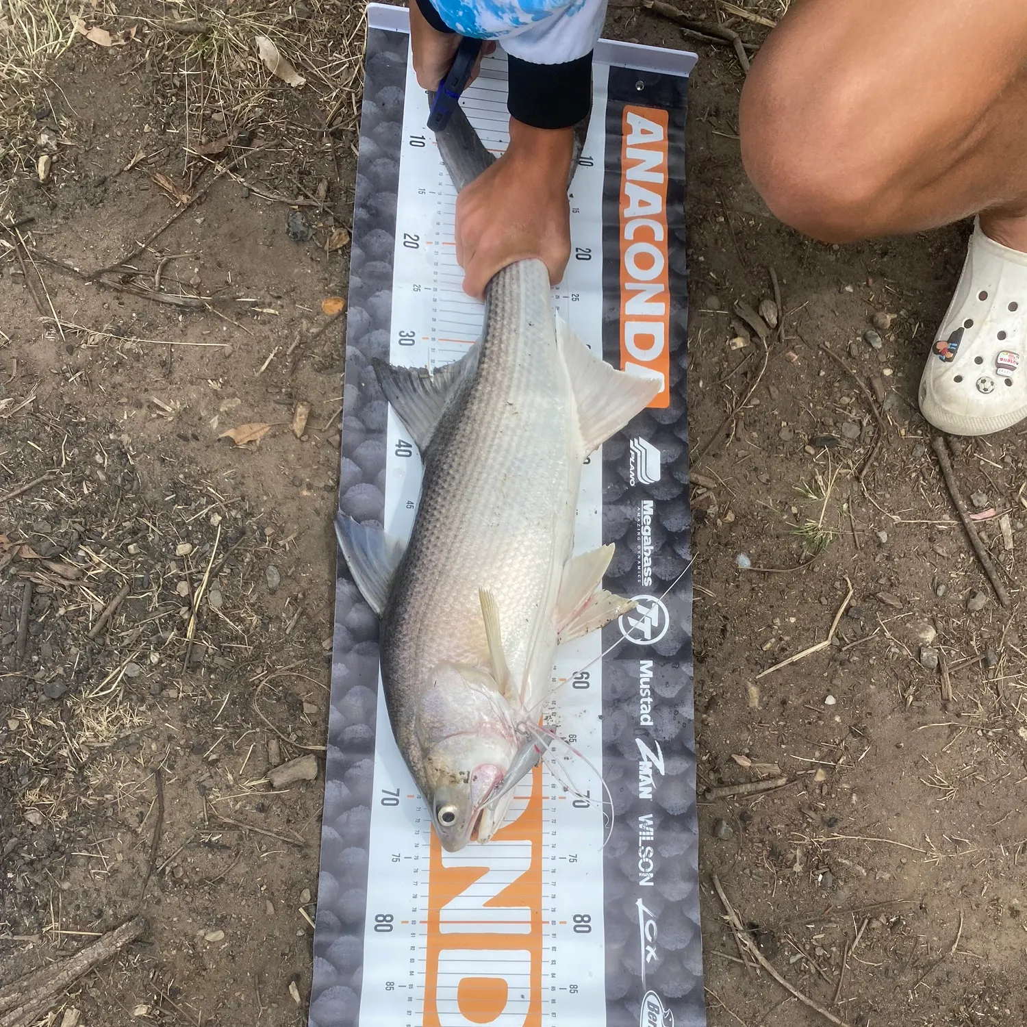 The most recent King threadfin catches on Fishbrain