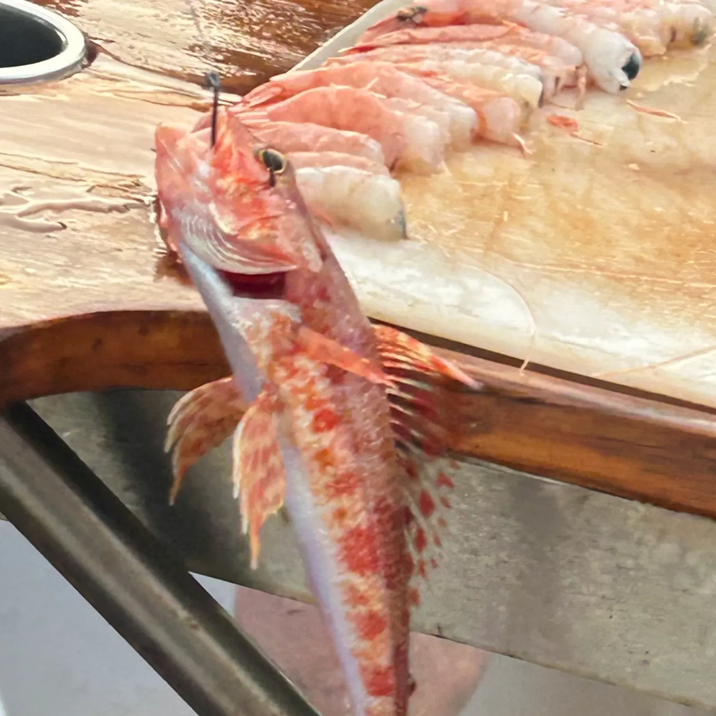 The most recent Sergeant Baker catches on Fishbrain