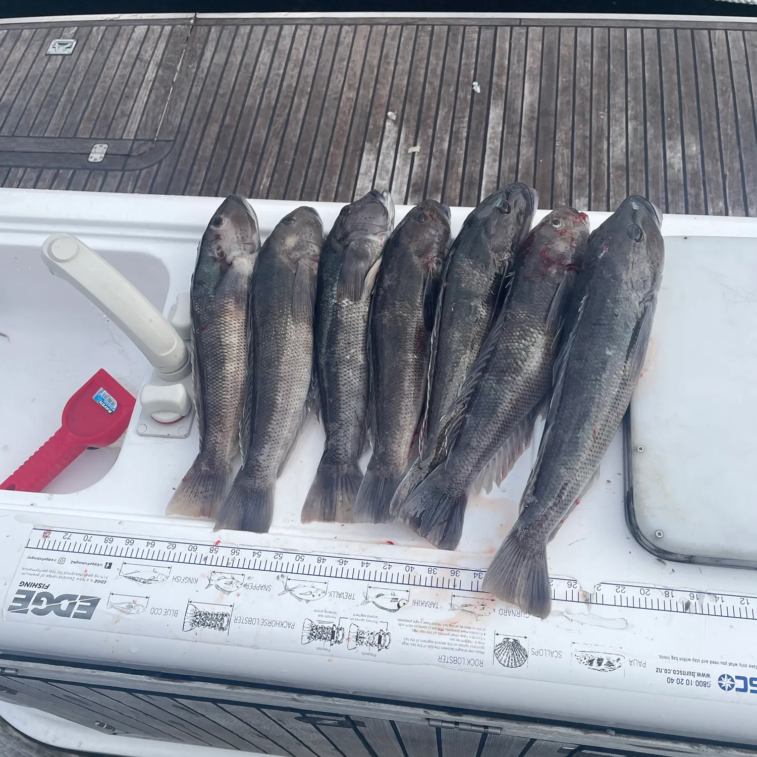 The most recent Blue cod catches on Fishbrain