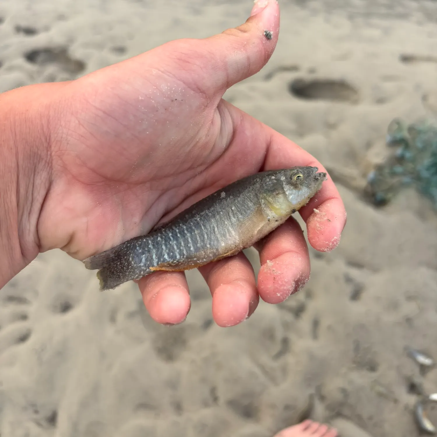The most recent Rainwater killifish catches on Fishbrain