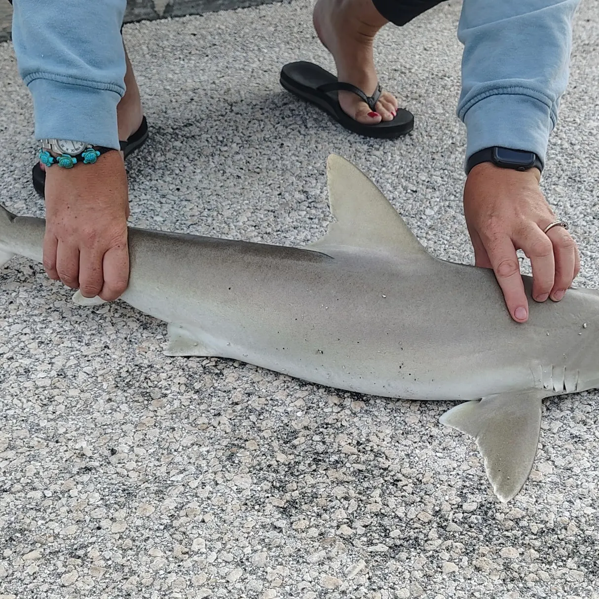 The most recent Blacknose shark catches on Fishbrain